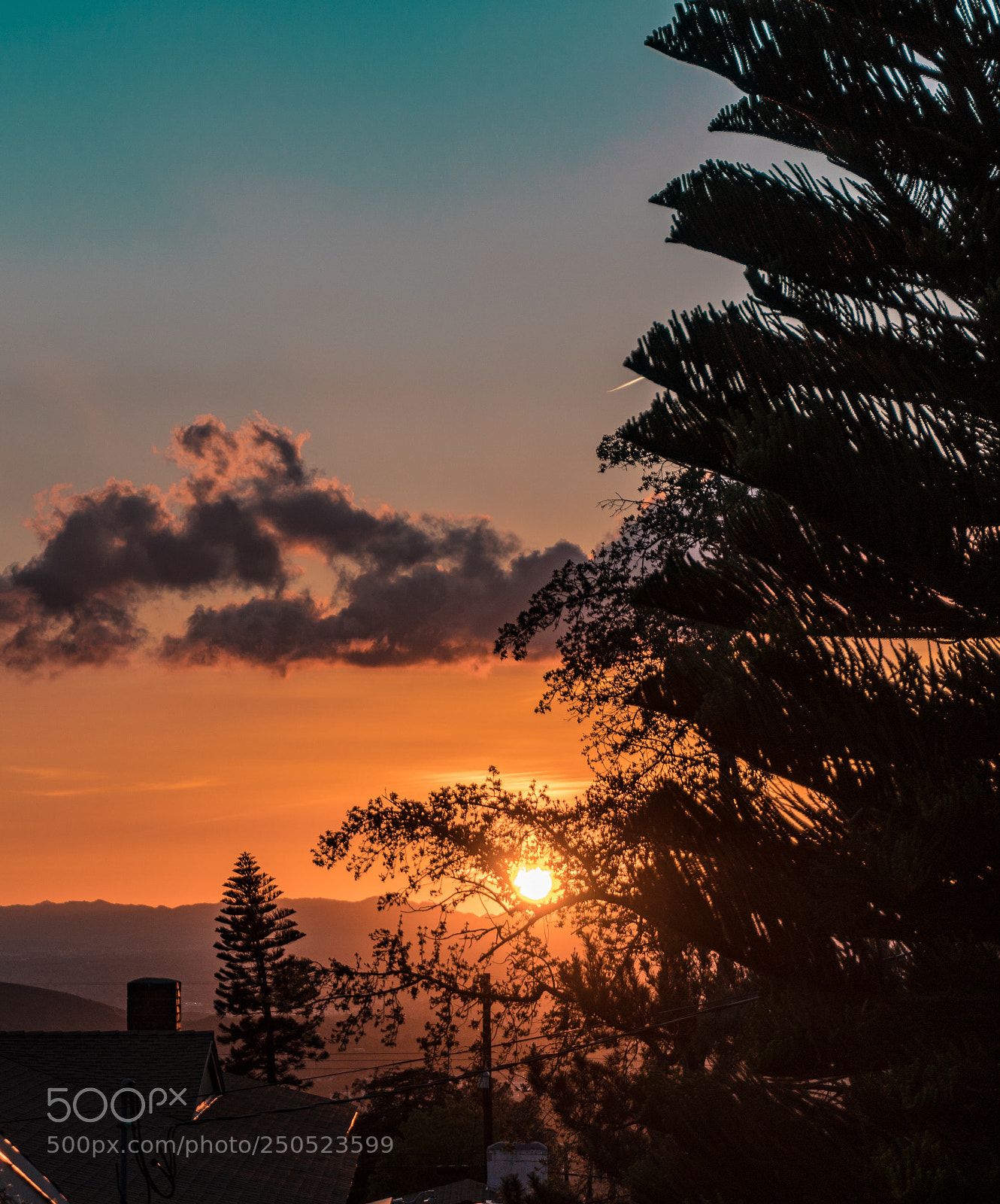 Sony a6300 sample photo. Trees  photography