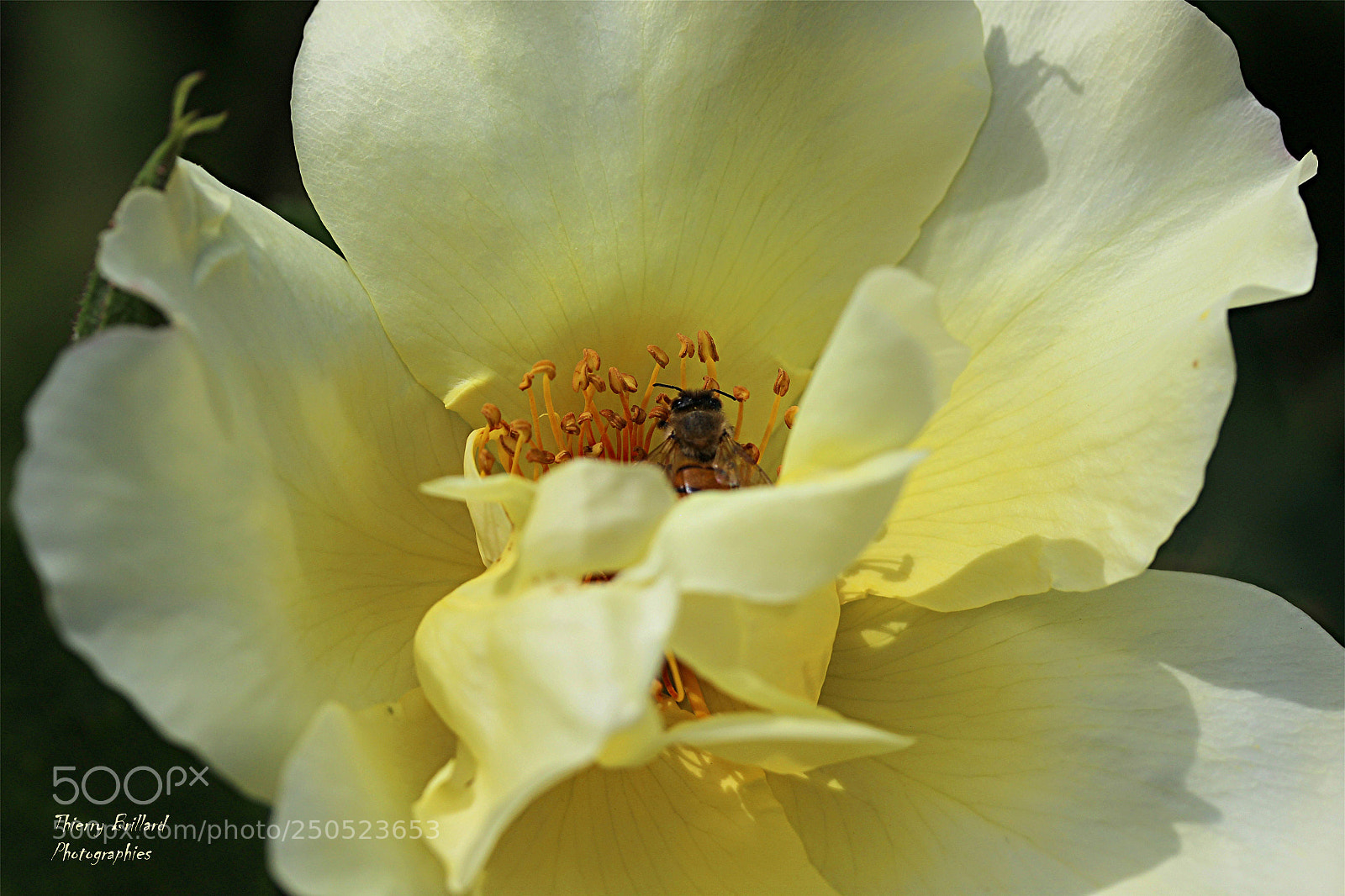 Canon EOS 600D (Rebel EOS T3i / EOS Kiss X5) sample photo. Rose jaune pâle photography