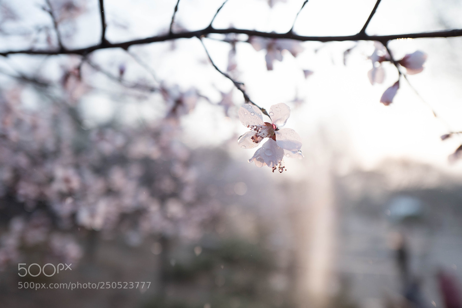 Leica Q (Typ 116) sample photo. L photography