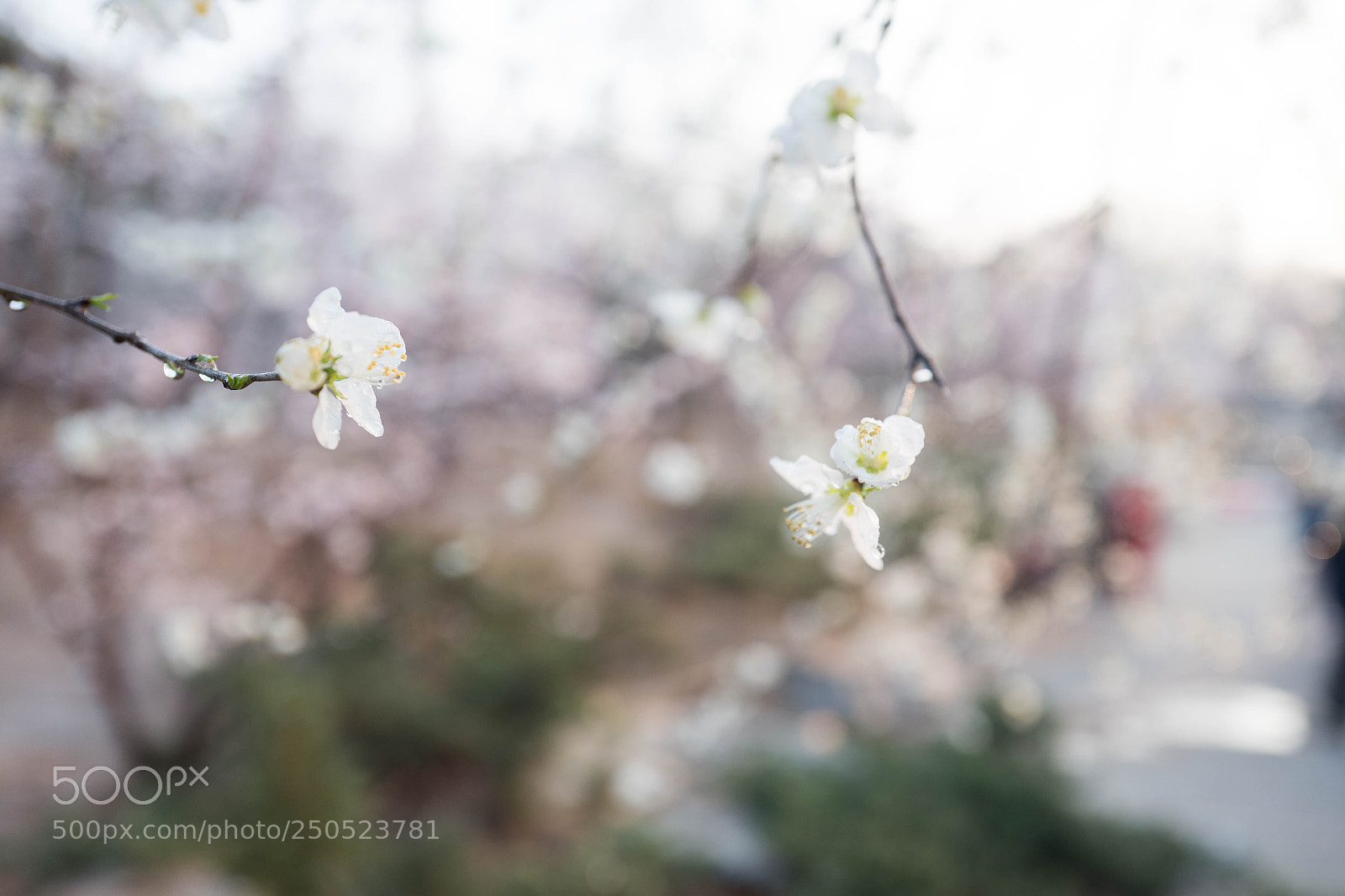 Leica Q (Typ 116) sample photo. L photography