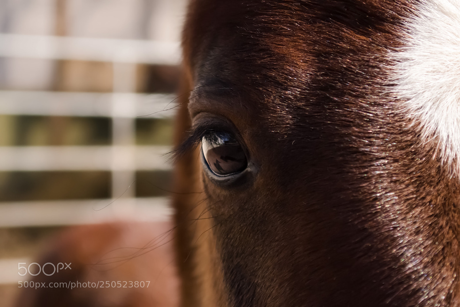 Nikon D5100 sample photo. Honest look  photography