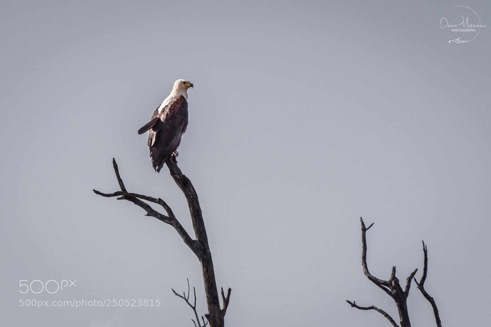Sony a6000 sample photo. Eagle i photography