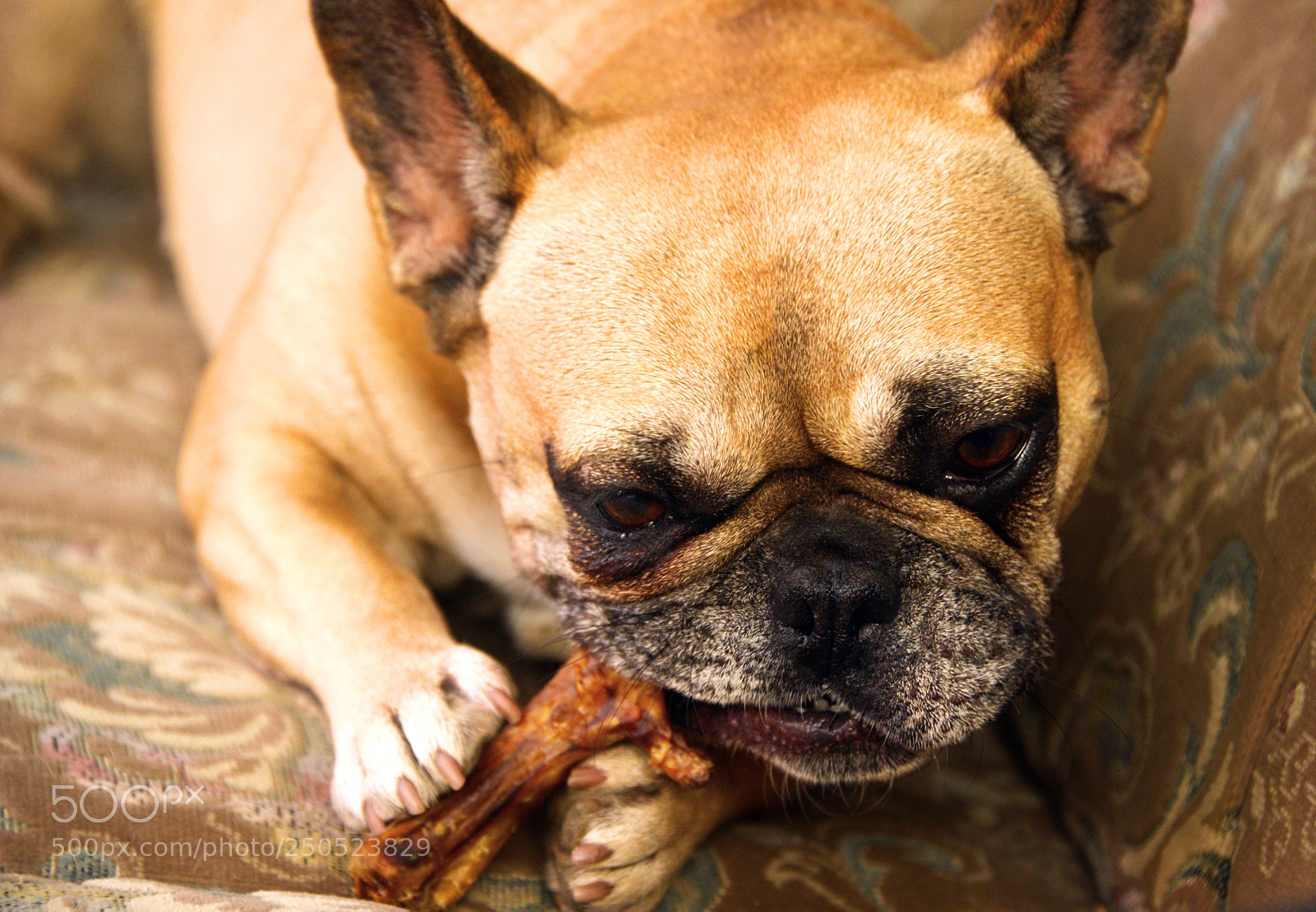 Nikon D800 sample photo. French bulldog photography