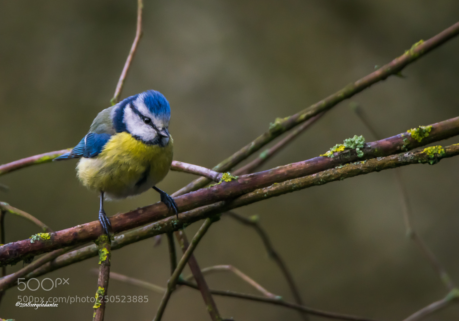 Nikon D5300 sample photo. Mésange charbonnière photography