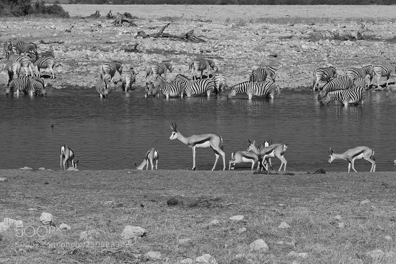 Olympus OM-D E-M5 sample photo. Relaxed at the waterhole photography