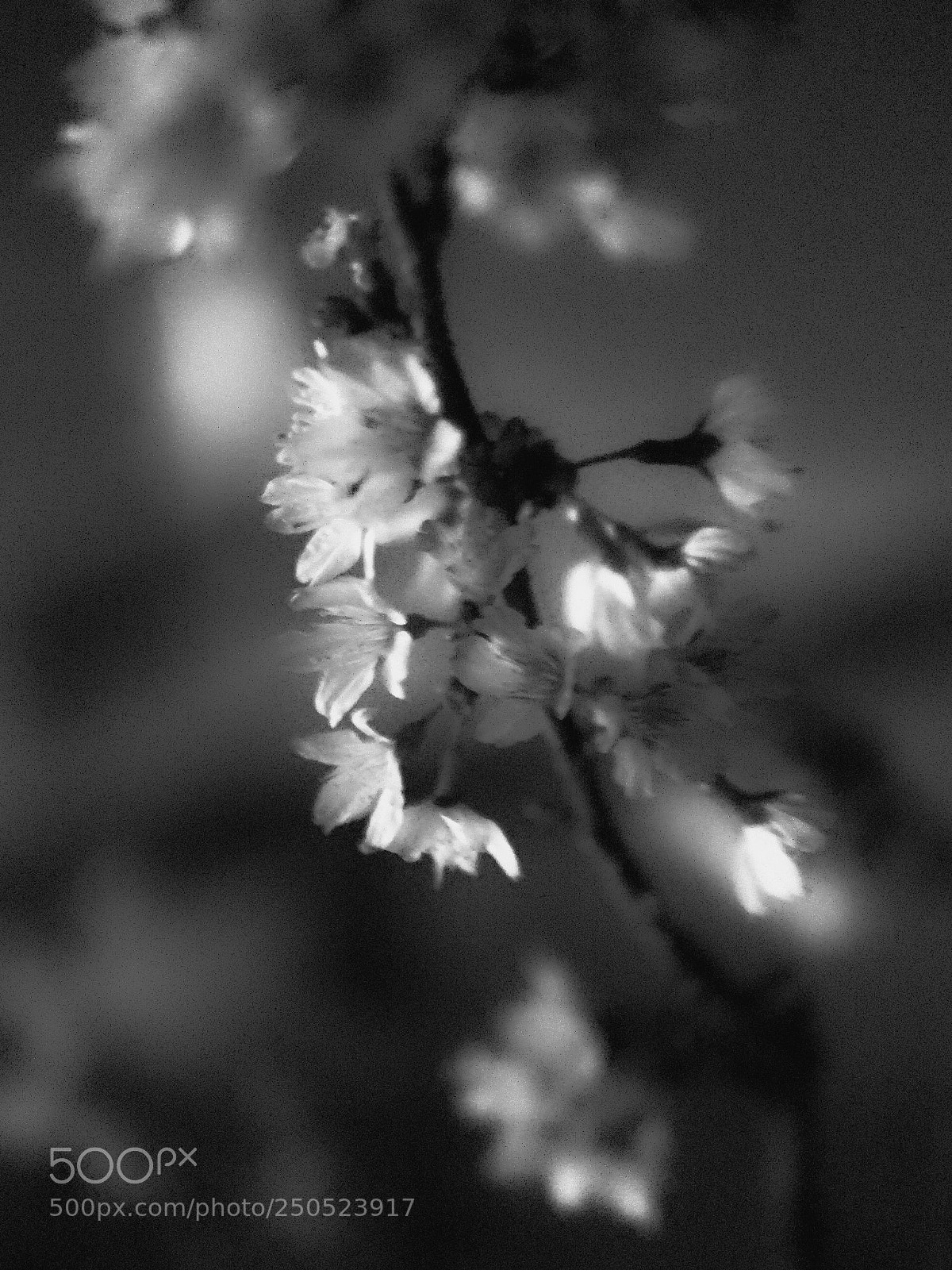 Olympus OM-D E-M5 II sample photo. Sakura monochrome photography