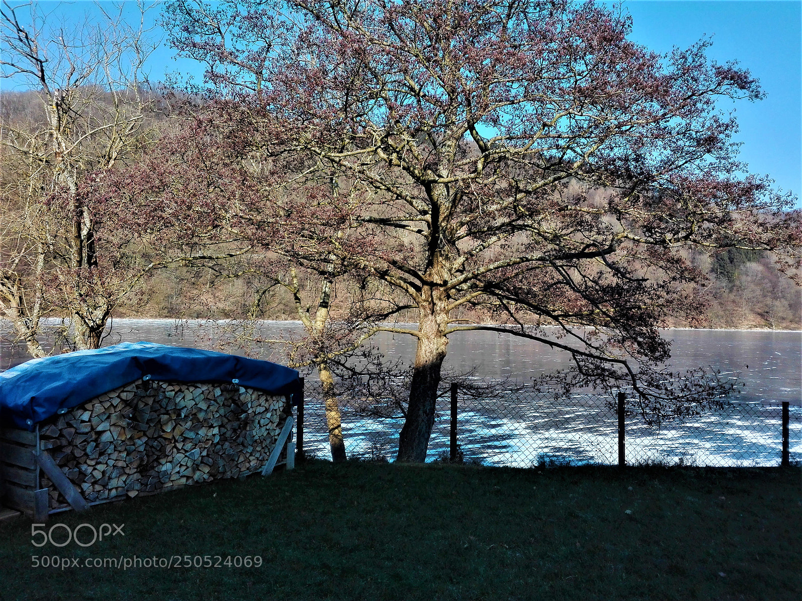 HUAWEI P8 Lite sample photo. Old tree at lake photography