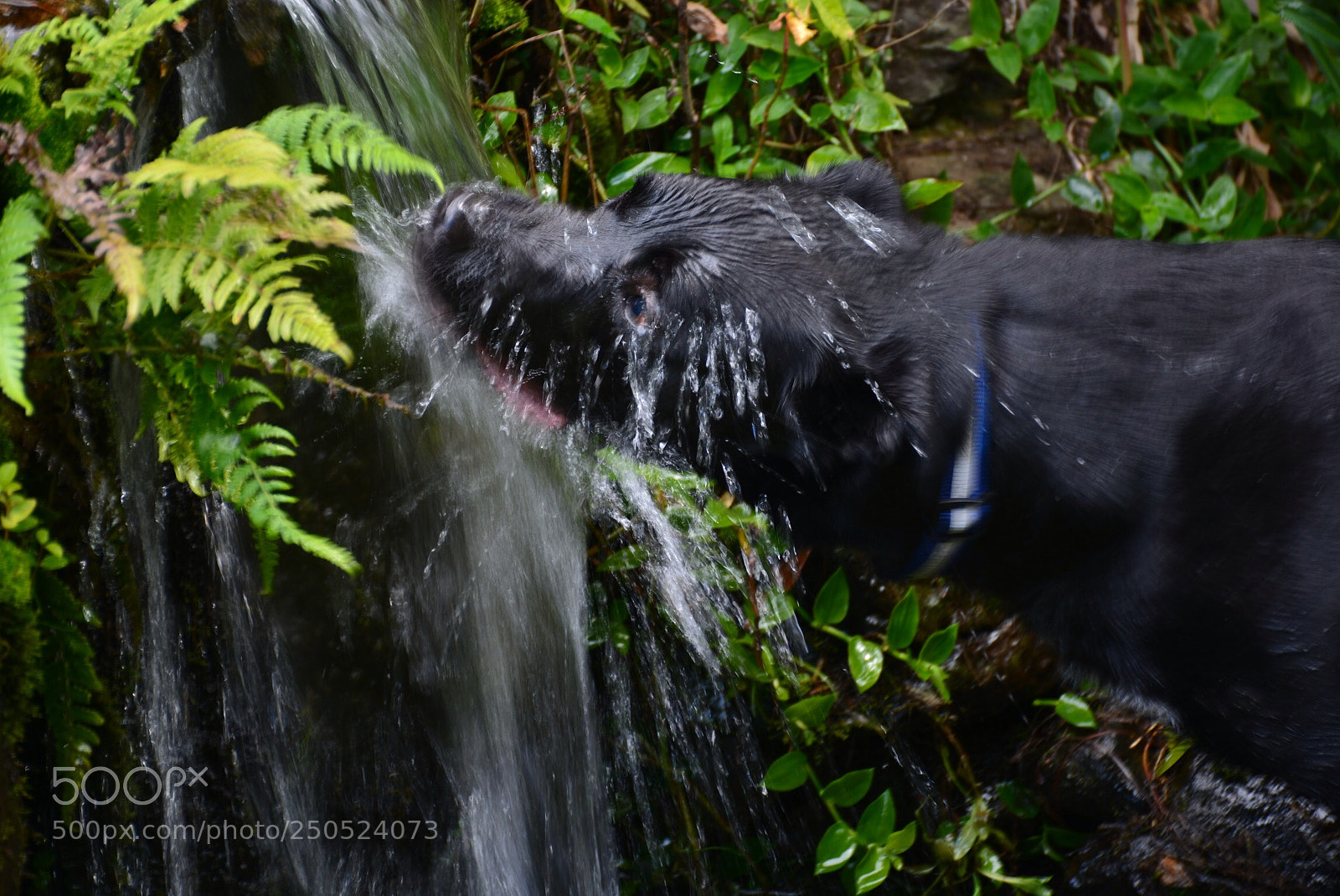 Nikon D7100 sample photo. Thirsty work photography