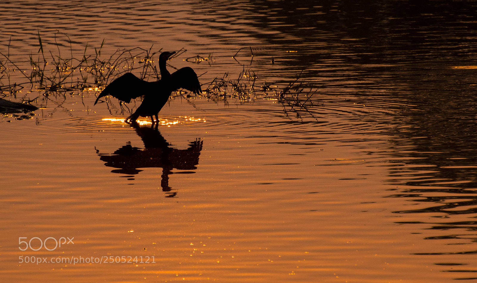 Nikon D5500 sample photo. The cormorant fluttering its photography