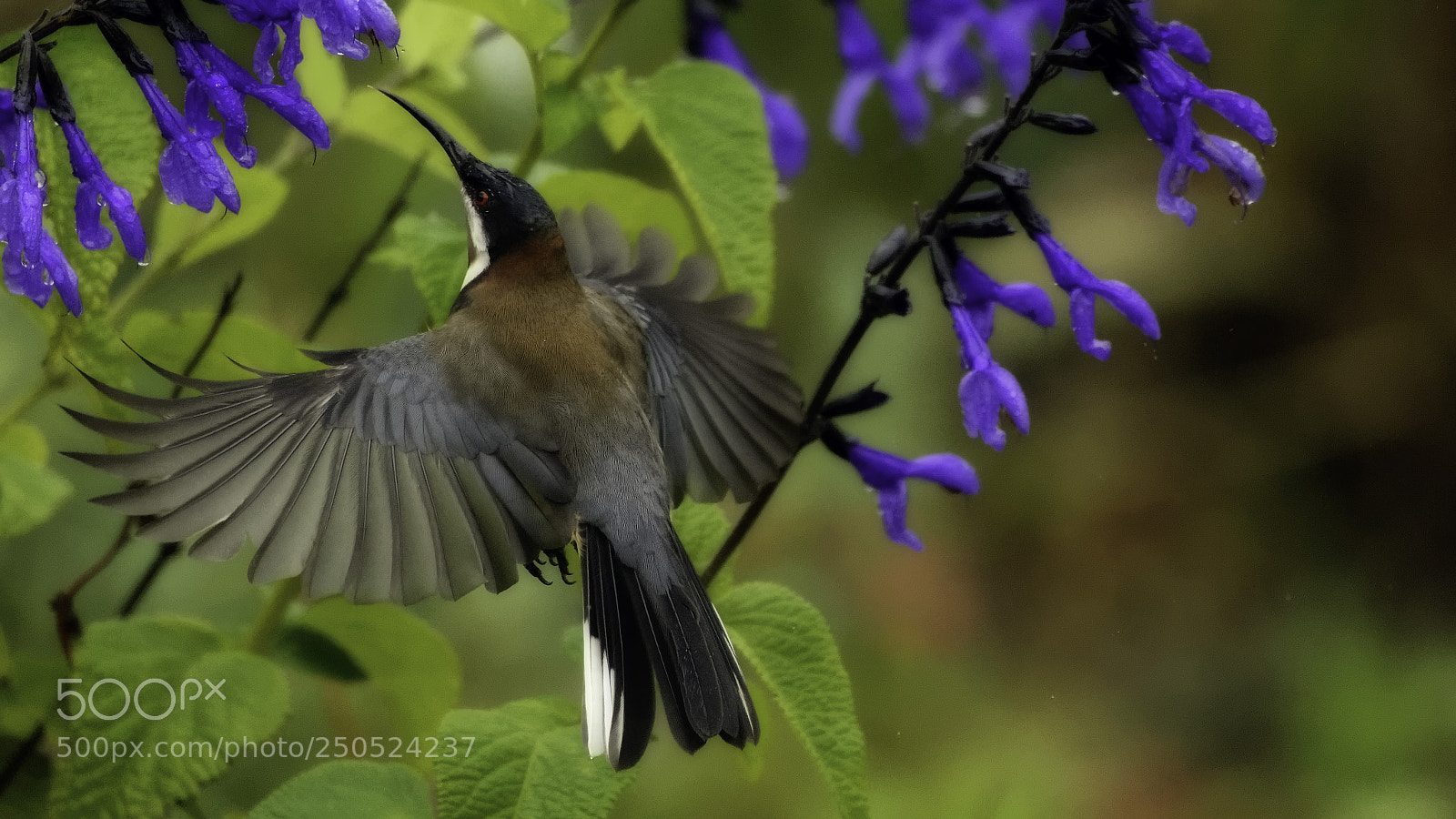 Nikon D7200 sample photo. Eastern spinebill 2 photography