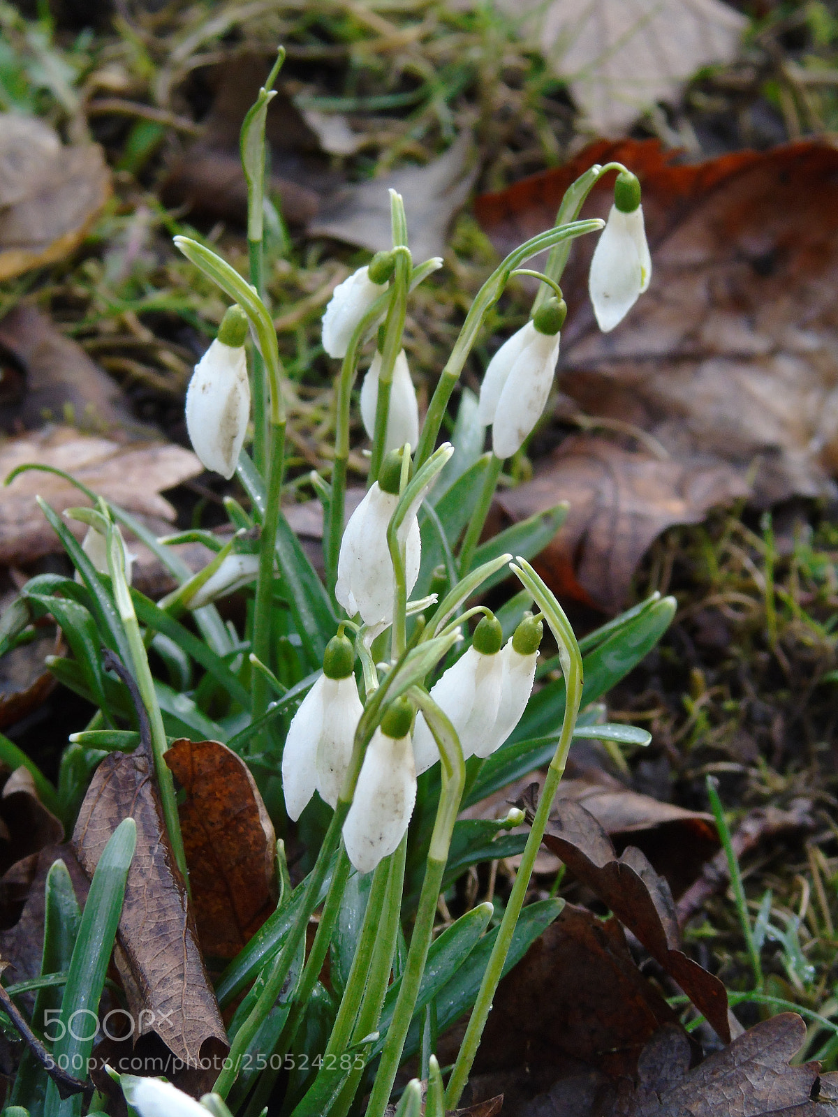 Sony Cyber-shot DSC-H400 sample photo. Snowdrops burst through the photography