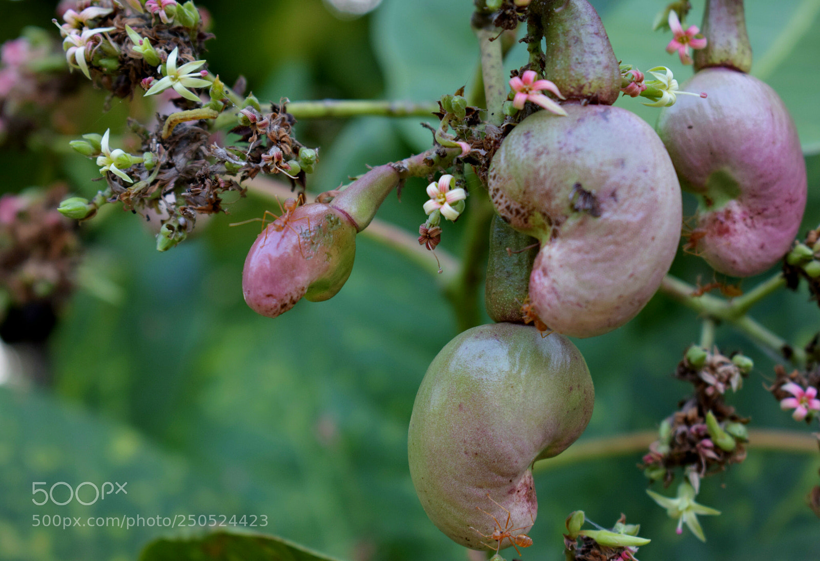 Nikon D3300 sample photo. Cashew fruit - india photography