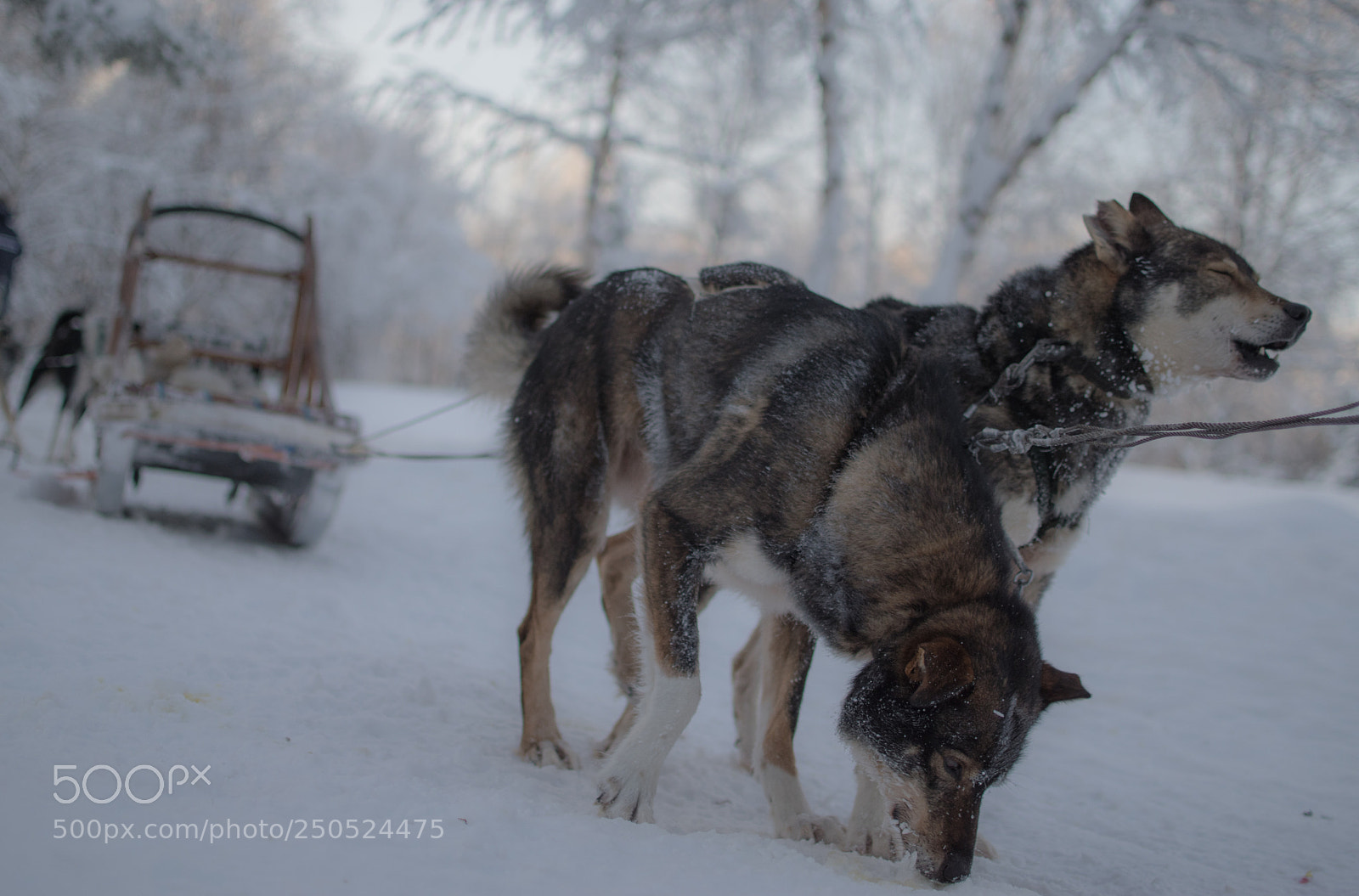 Nikon D5500 sample photo. Sled dogs photography