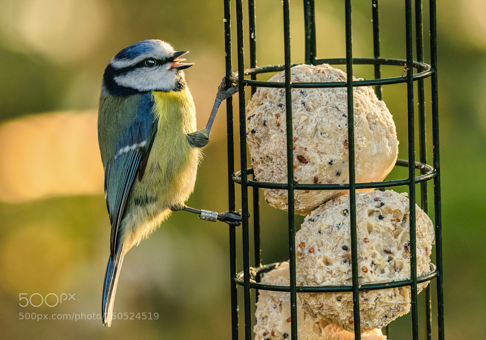 Nikon D5300 sample photo. Hungry bird photography