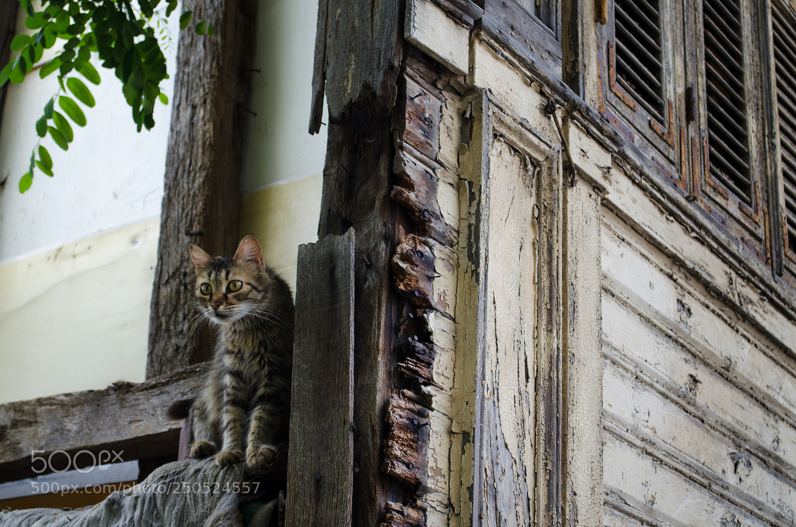 Nikon D5100 sample photo. What's there to see? photography
