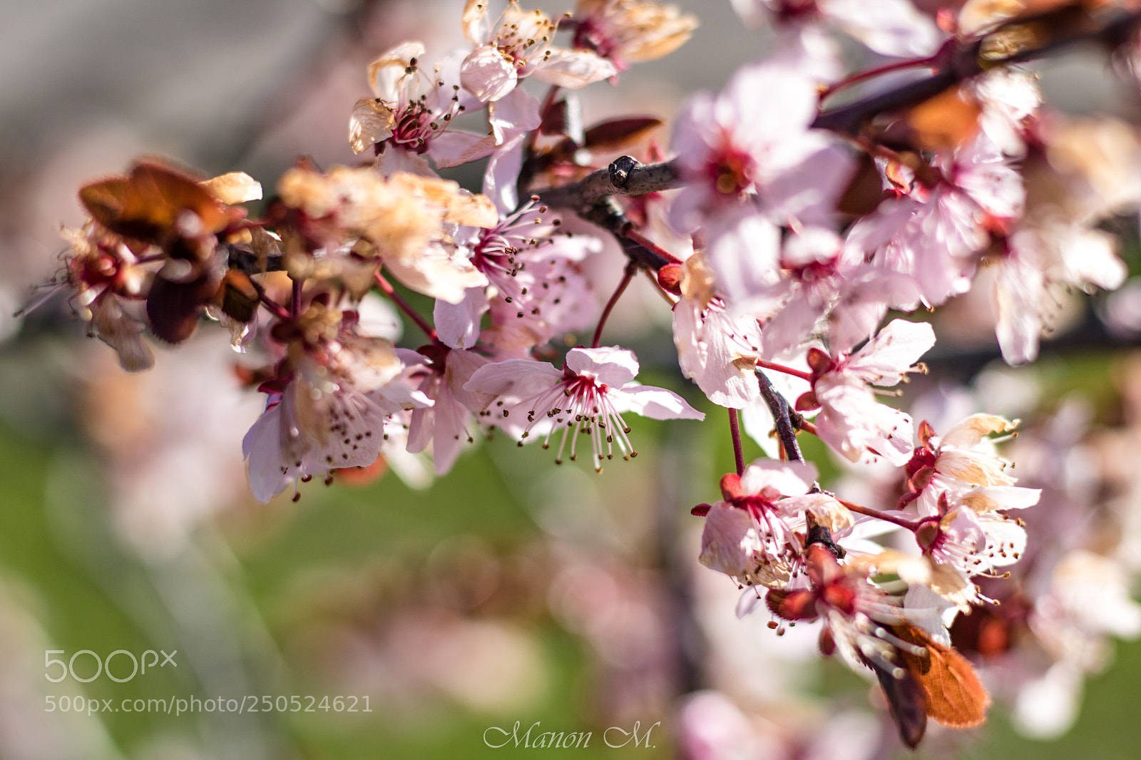 Canon EOS 750D (EOS Rebel T6i / EOS Kiss X8i) sample photo. Return of spring photography