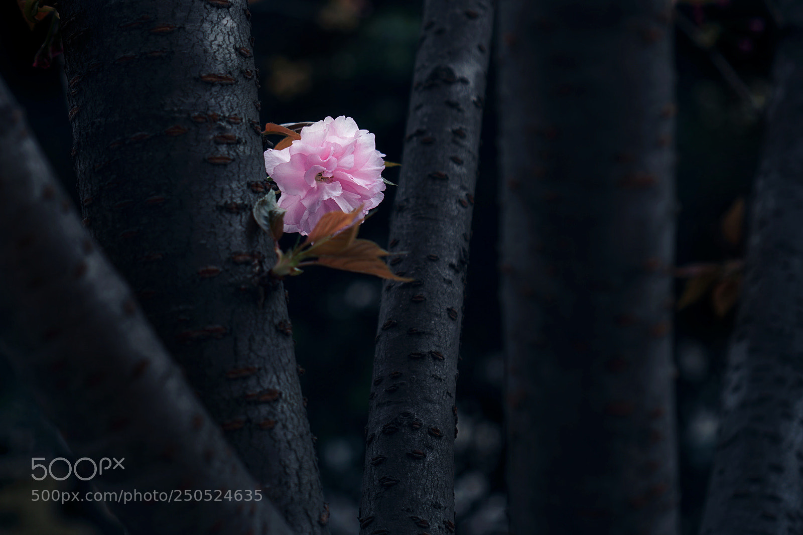 Sony a6300 sample photo. Untitled photography