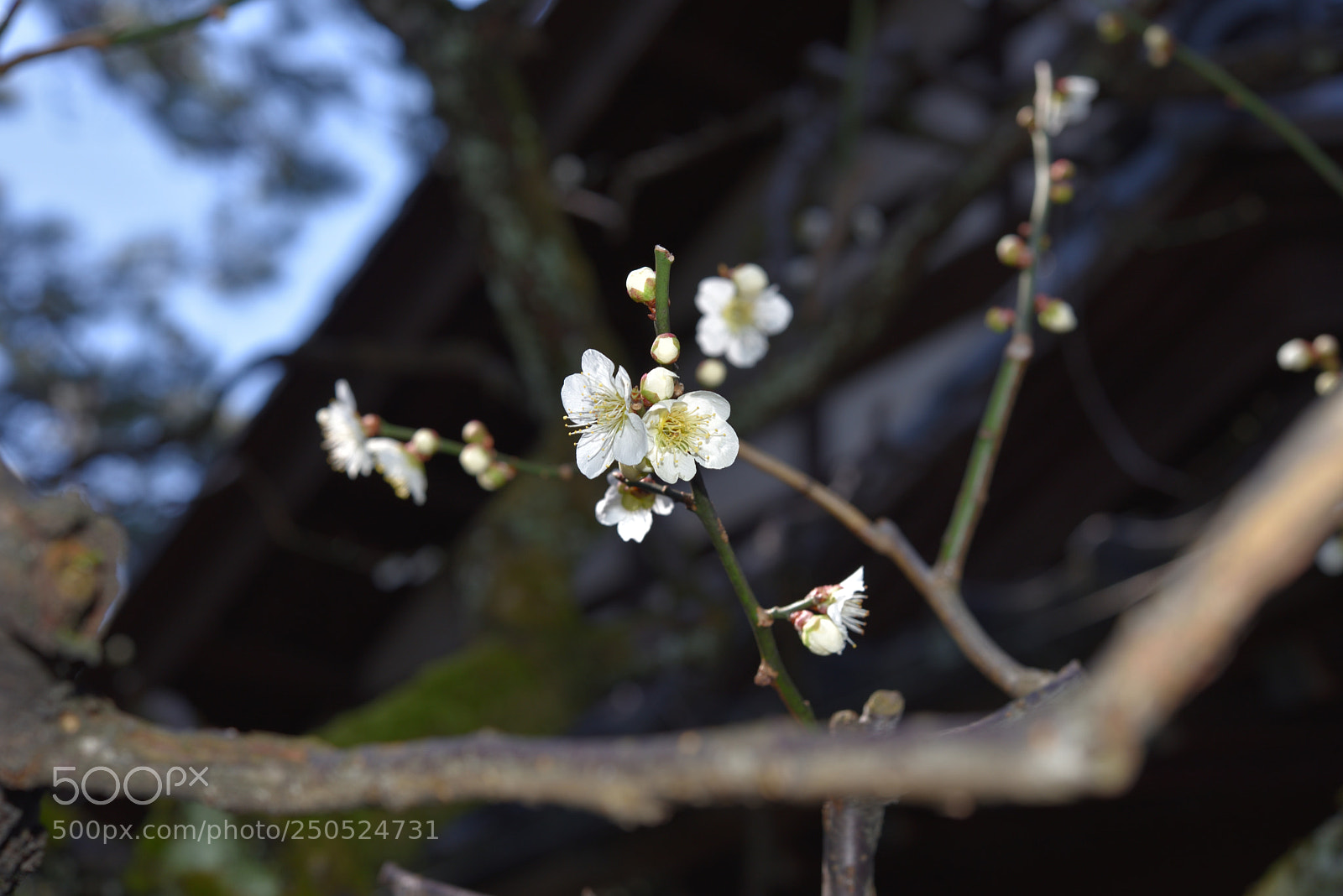 Nikon AF-S Micro-Nikkor 60mm F2.8G ED sample photo. 白梅 長町武家屋敷跡 金沢 photography