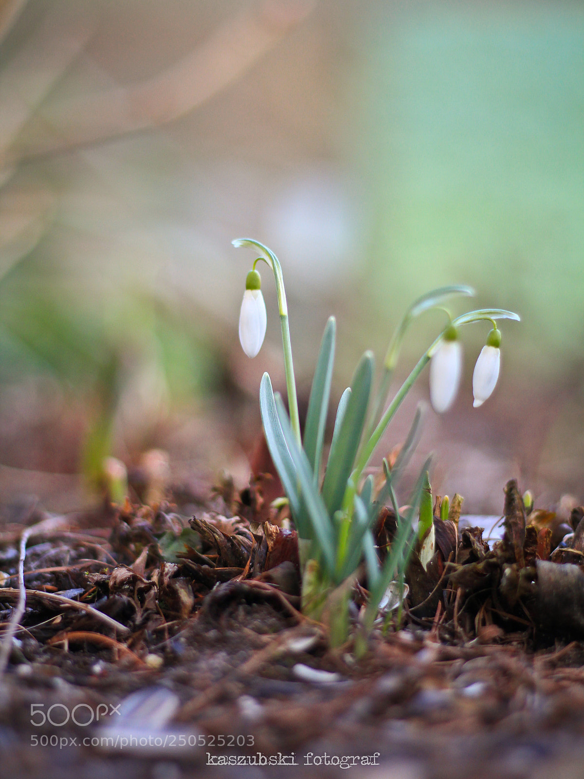 Canon EOS 1200D (EOS Rebel T5 / EOS Kiss X70 / EOS Hi) sample photo. Spring is comming photography