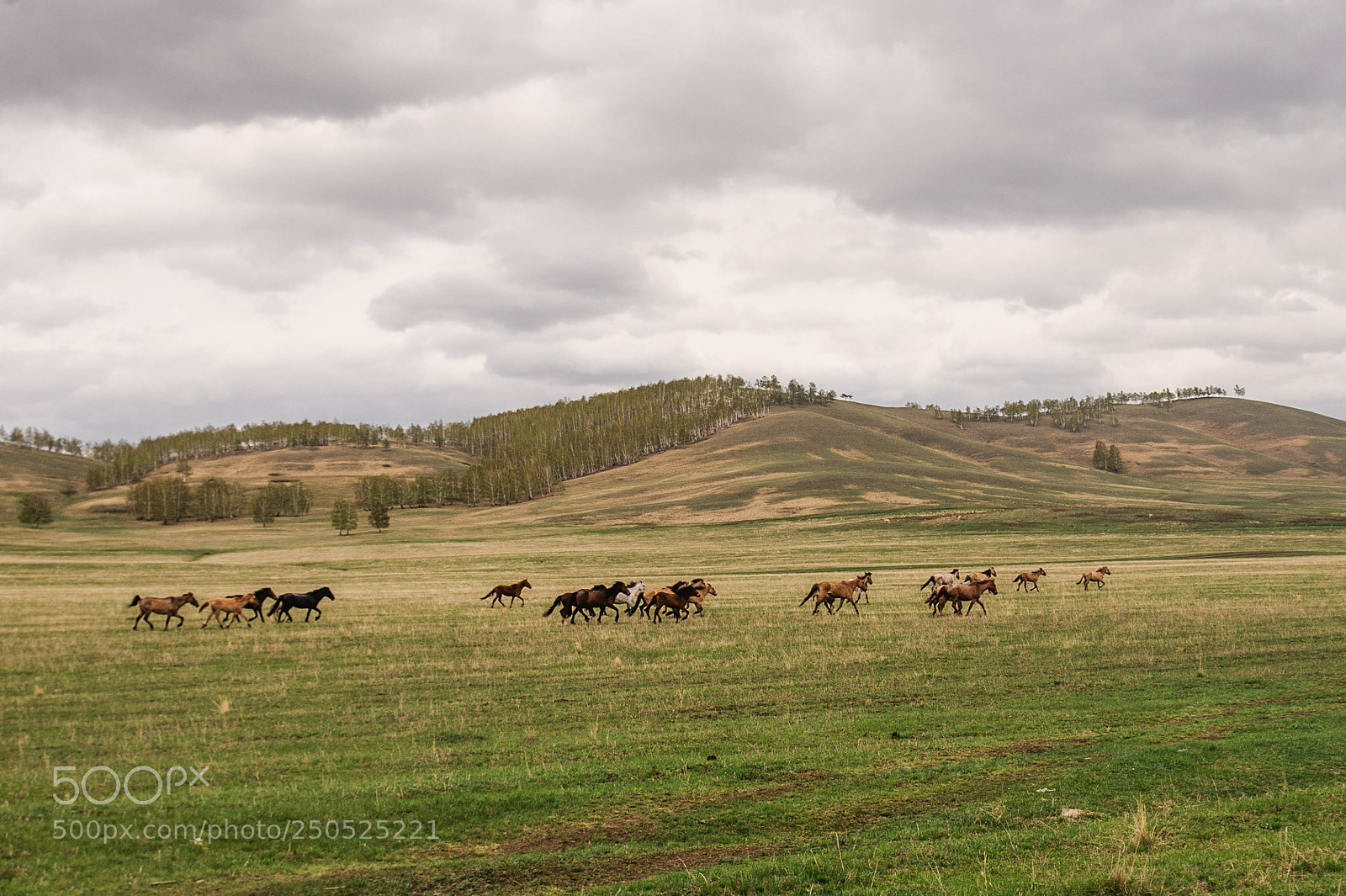 Nikon D700 sample photo. Башкирские лошади photography