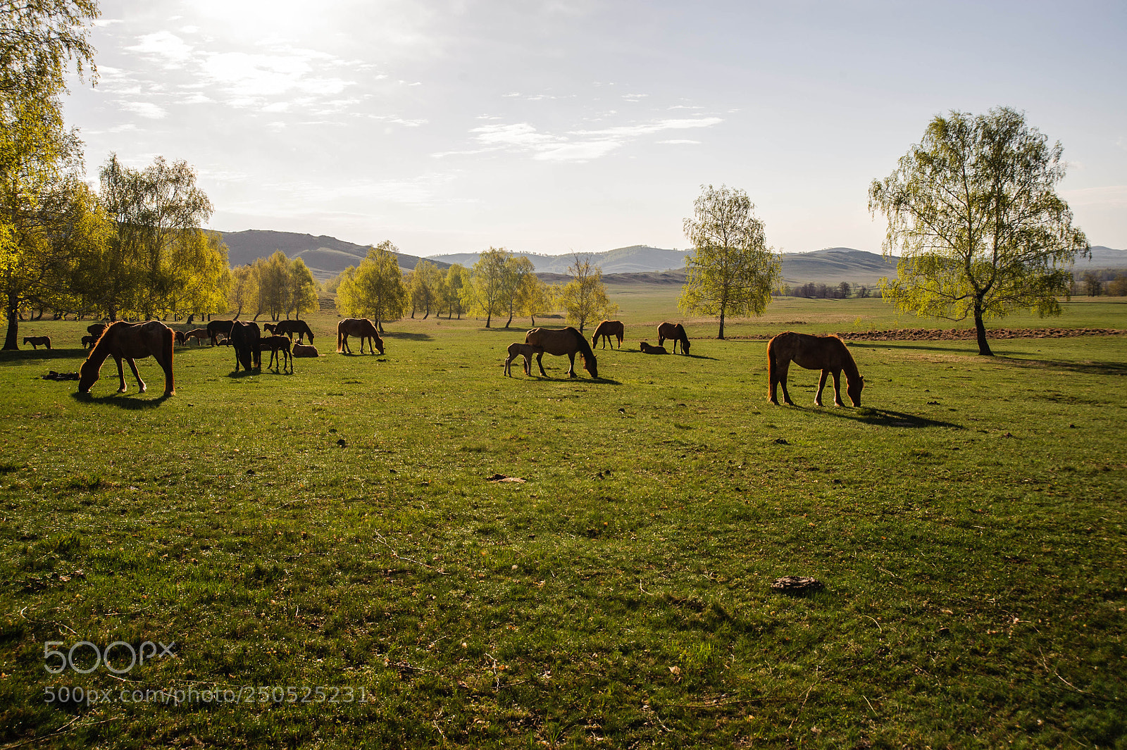 Nikon D700 sample photo. Башкирские лошади photography