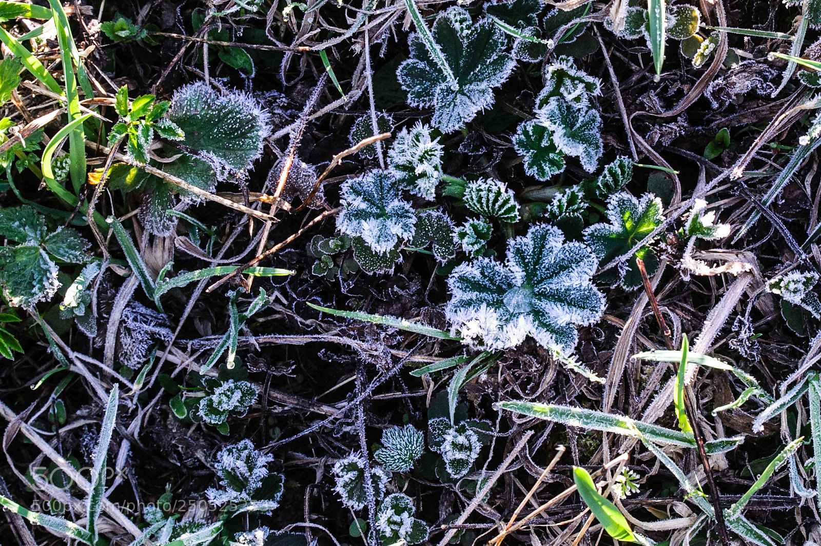 Nikon D700 sample photo. Манжетка photography