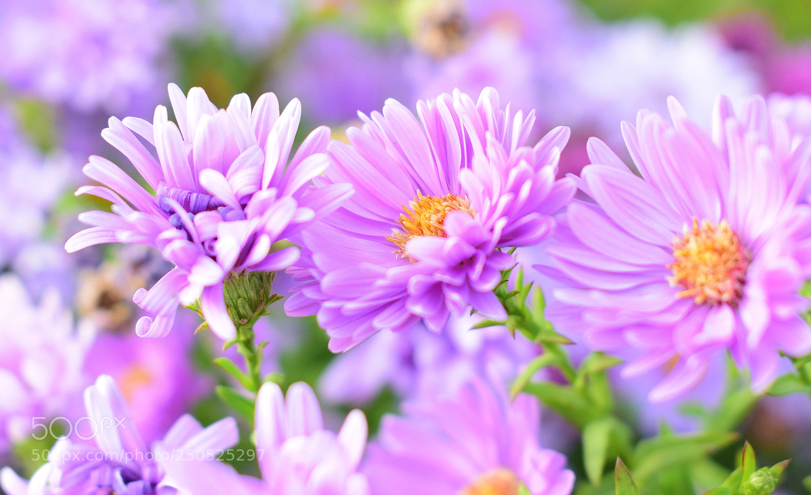 Nikon D3300 sample photo. Purple photography