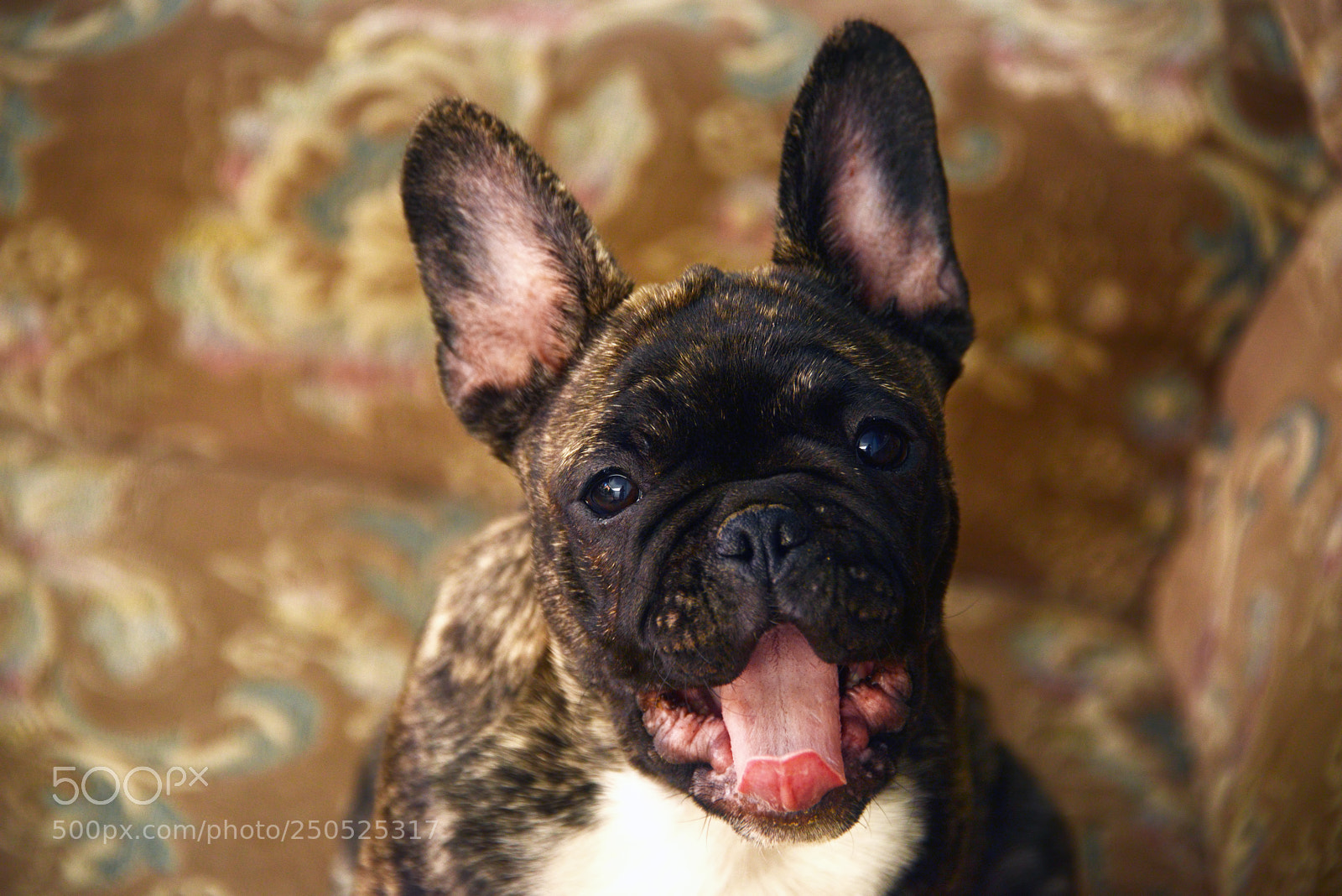 Nikon D800 sample photo. Puppy photography