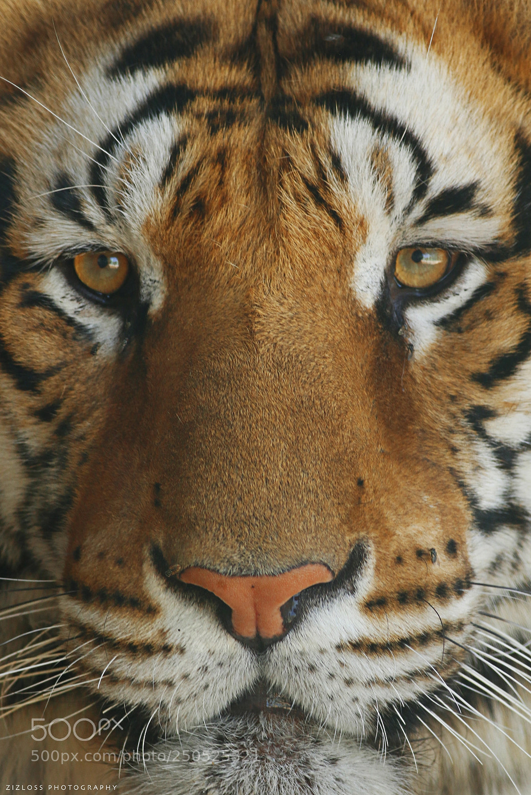 Canon EOS 70D sample photo. Tigerco photography