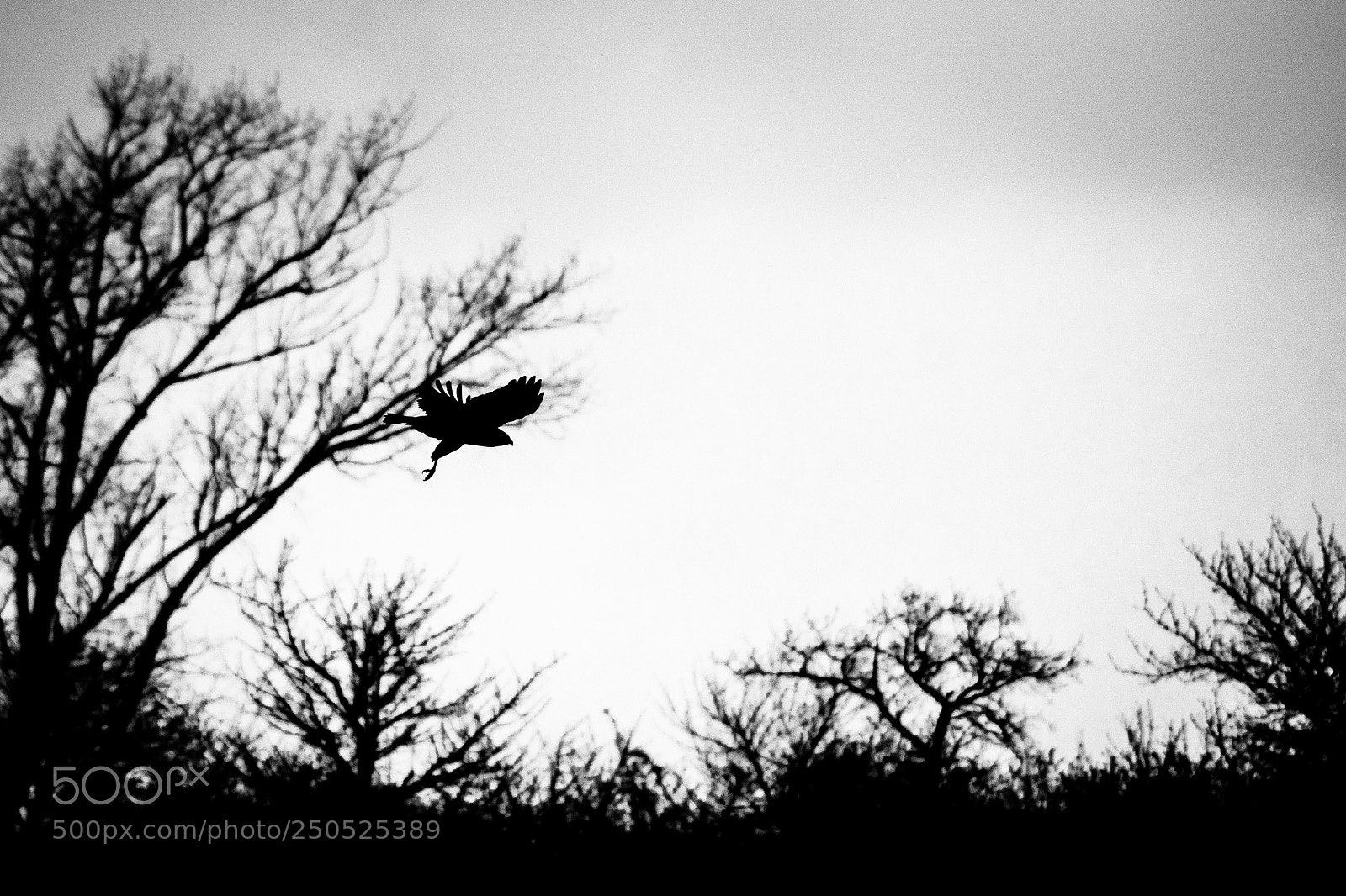 Sony ILCA-77M2 sample photo. Dark bird of prey photography