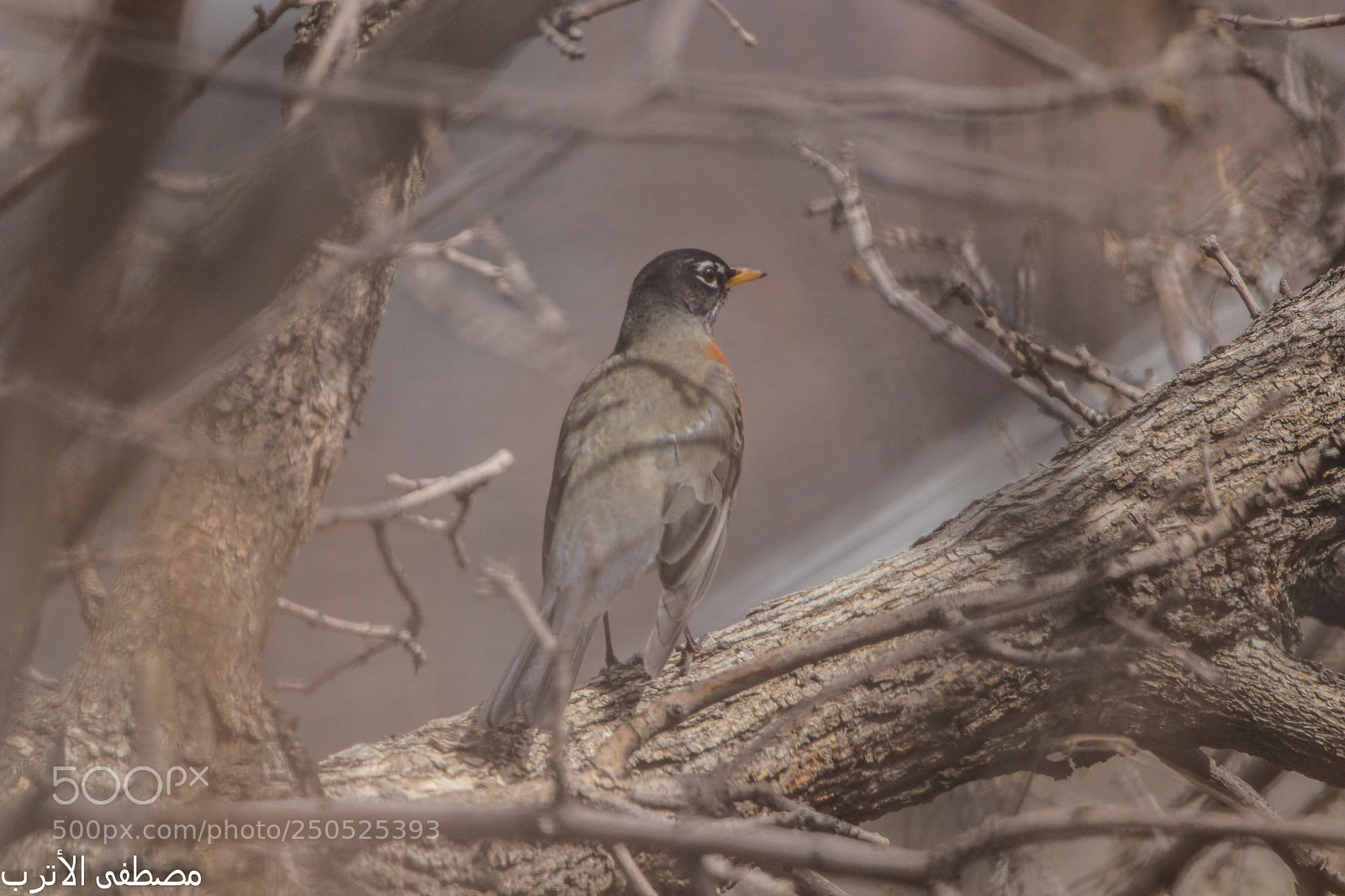 Canon EOS 80D sample photo. Bird photography