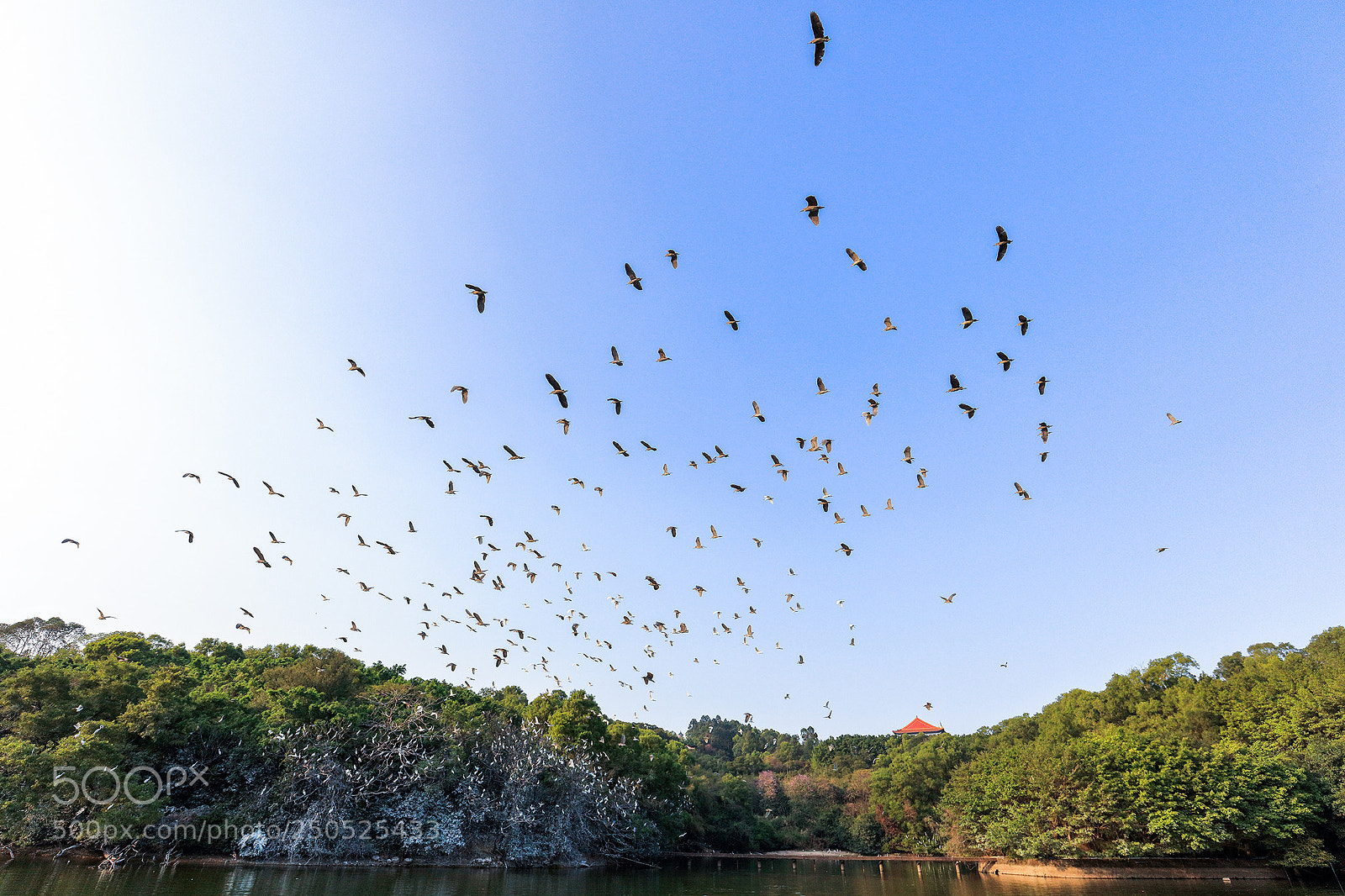 Canon EOS 5DS sample photo. Birds photography