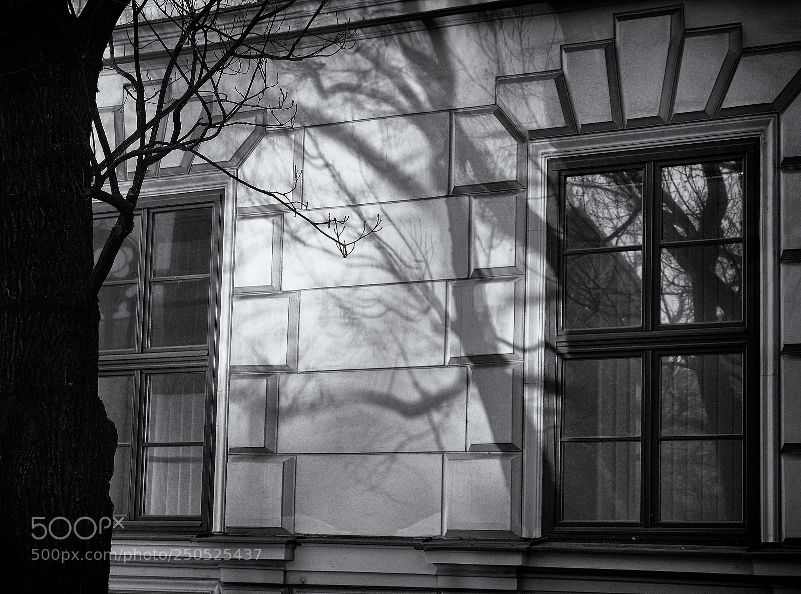Olympus OM-D E-M10 II sample photo. Shadows of the spring photography