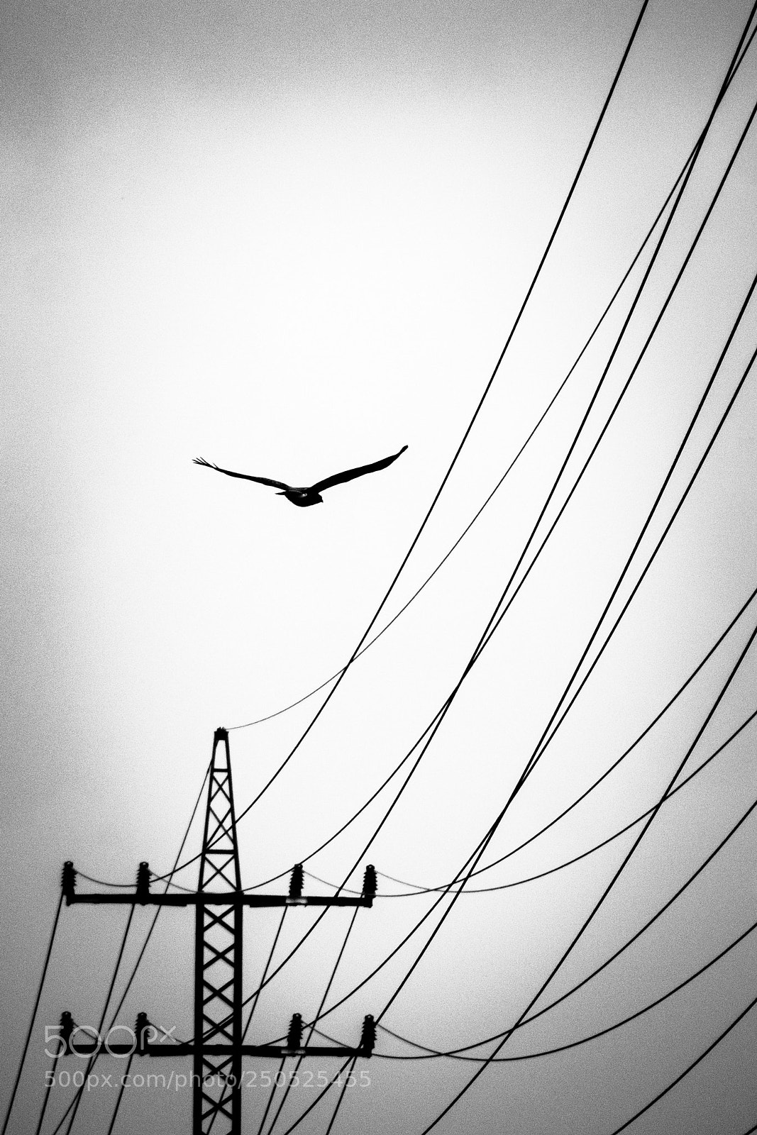 Sony ILCA-77M2 sample photo. Dark bird of prey photography