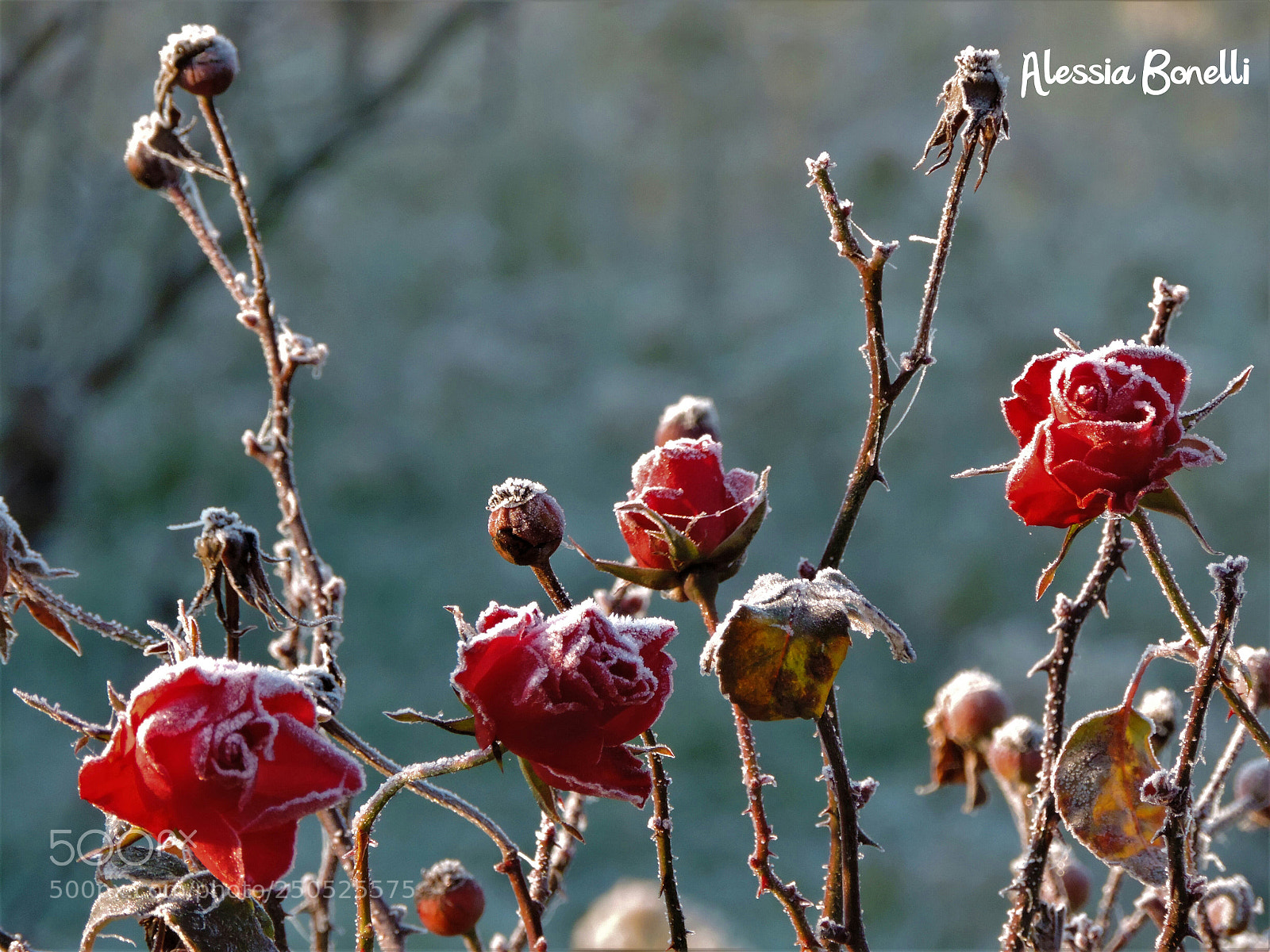 Nikon Coolpix P520 sample photo. The frost photography