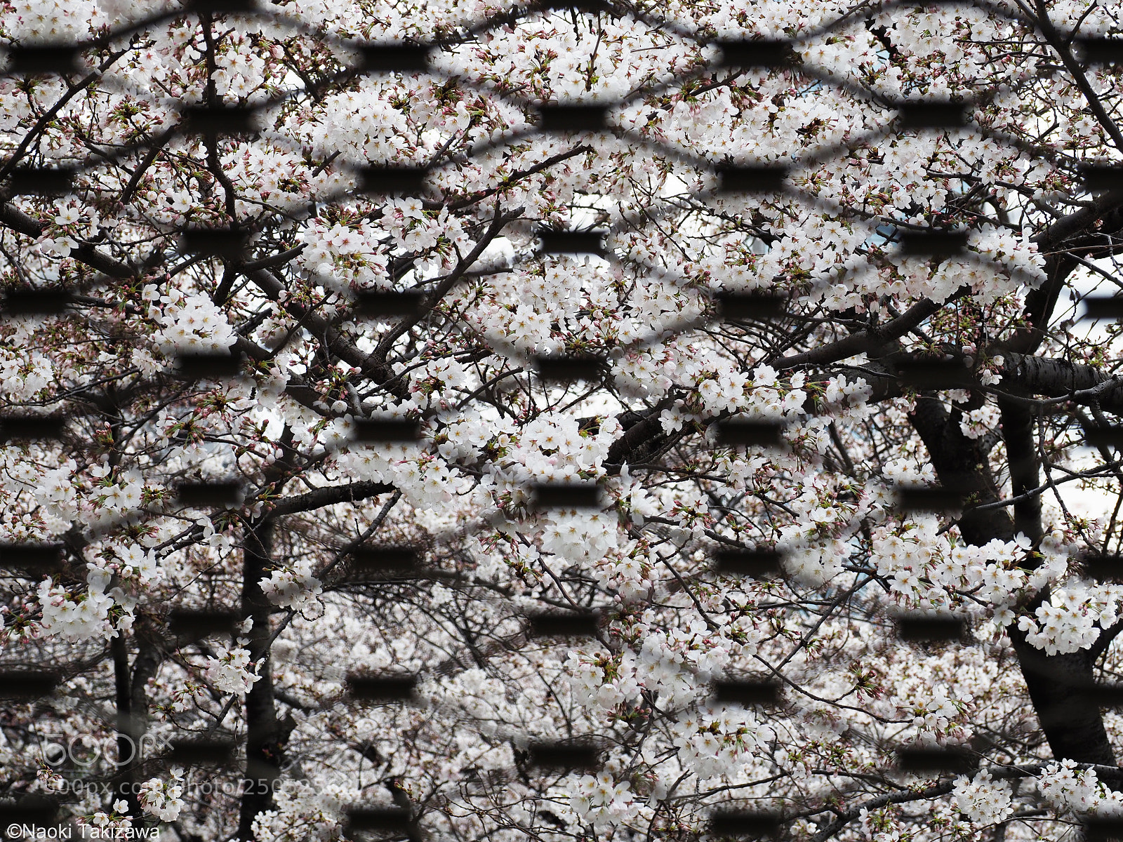 Olympus OM-D E-M1 Mark II sample photo. Cherry blossom photography