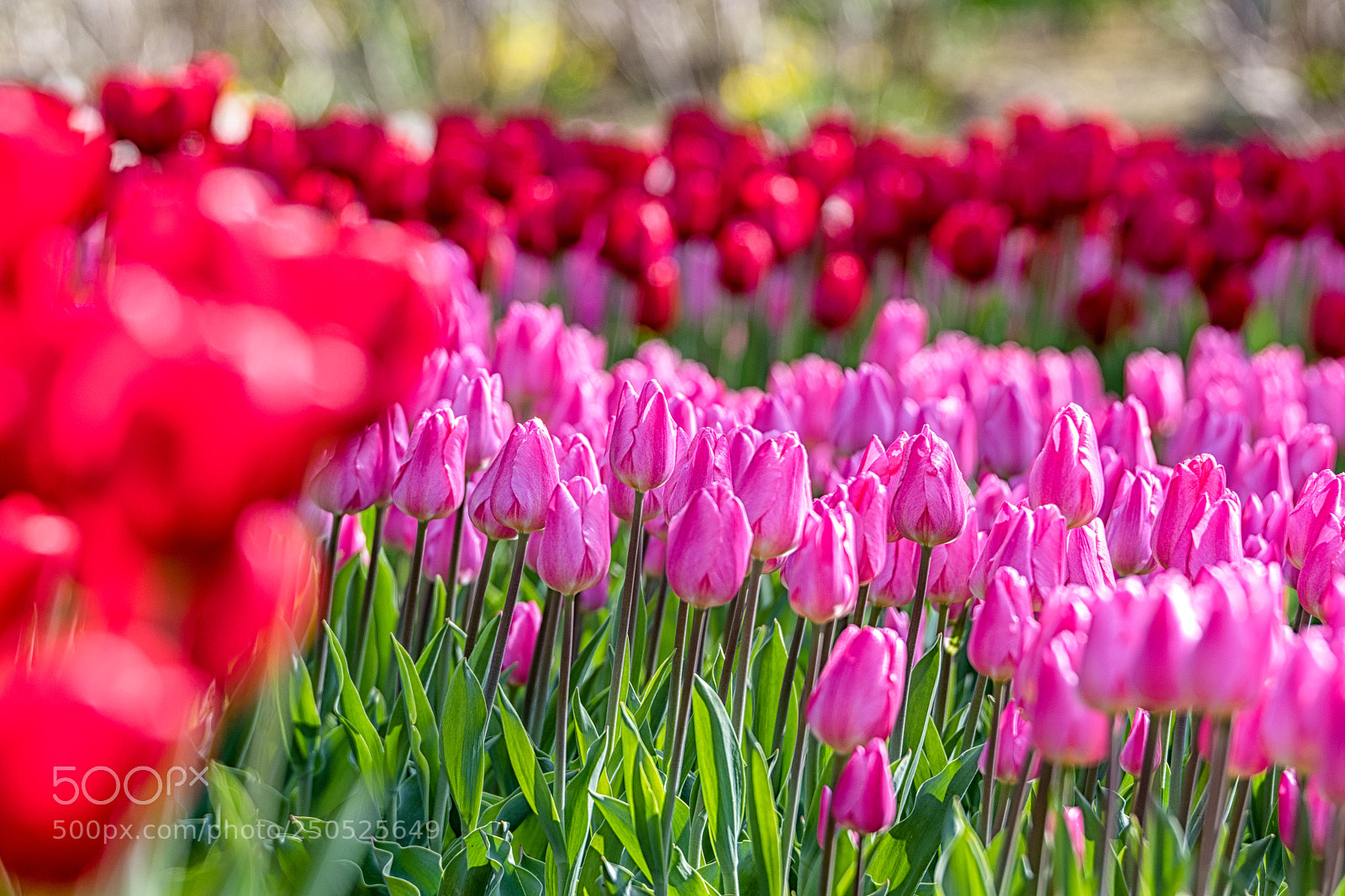 Pentax K-3 sample photo. `` photography