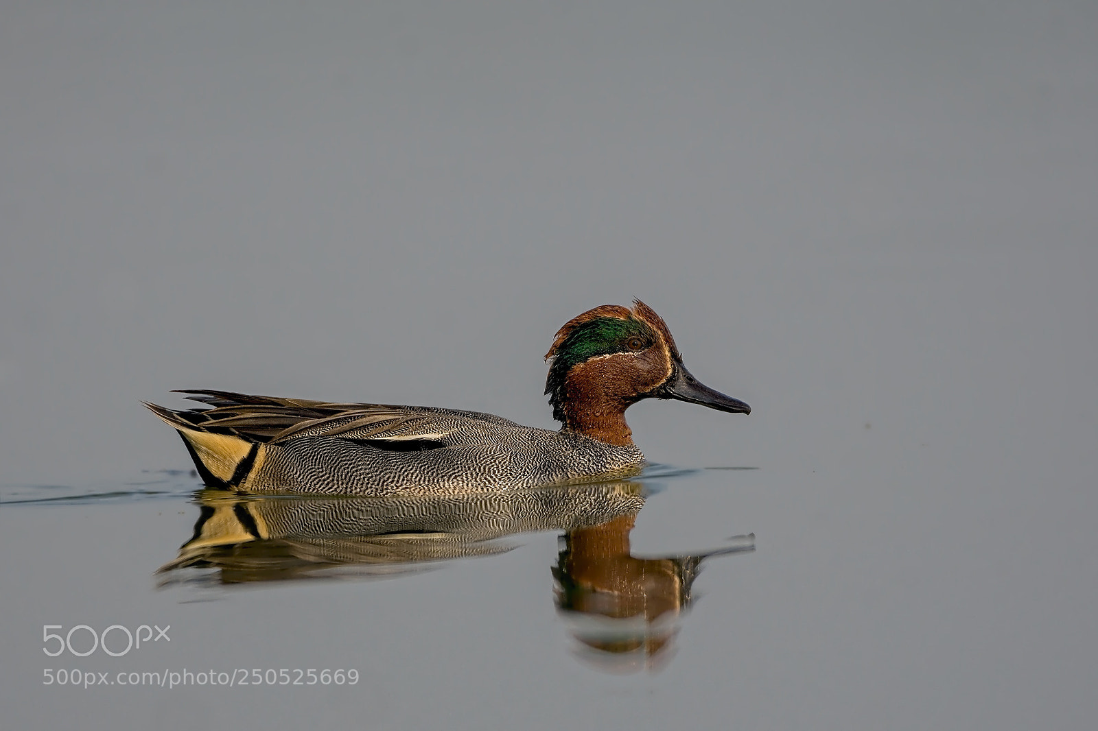 Nikon D7200 sample photo. Common teal photography