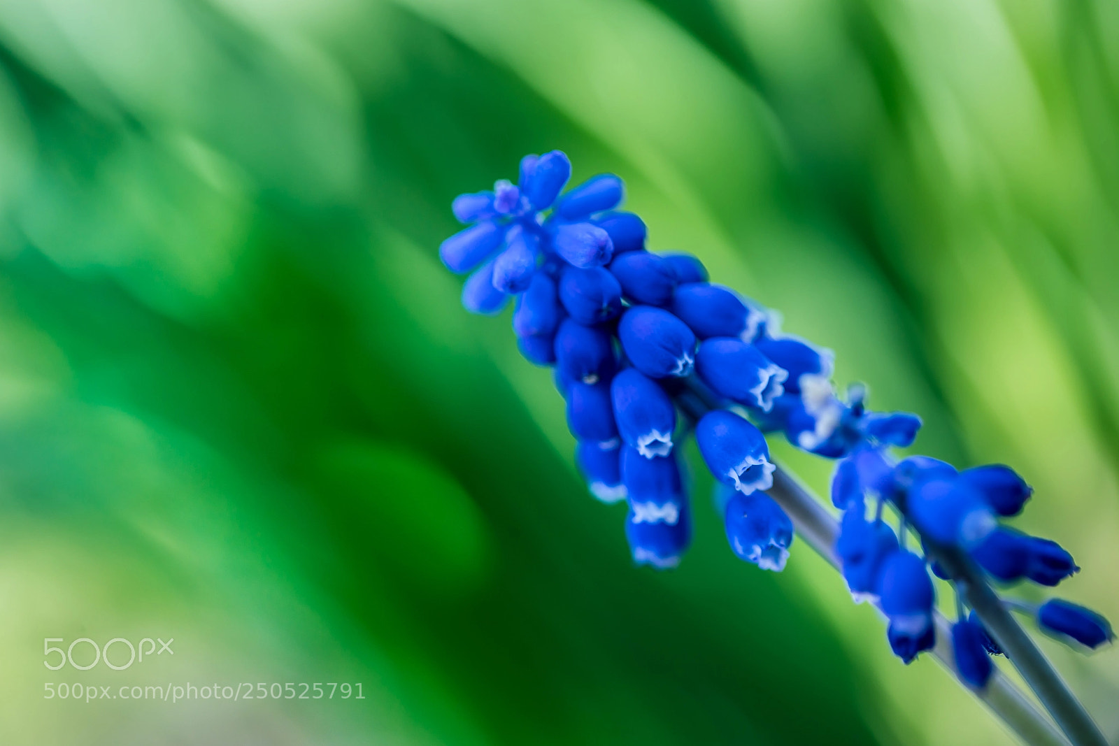 Canon EOS 5D Mark IV sample photo. Blue photography