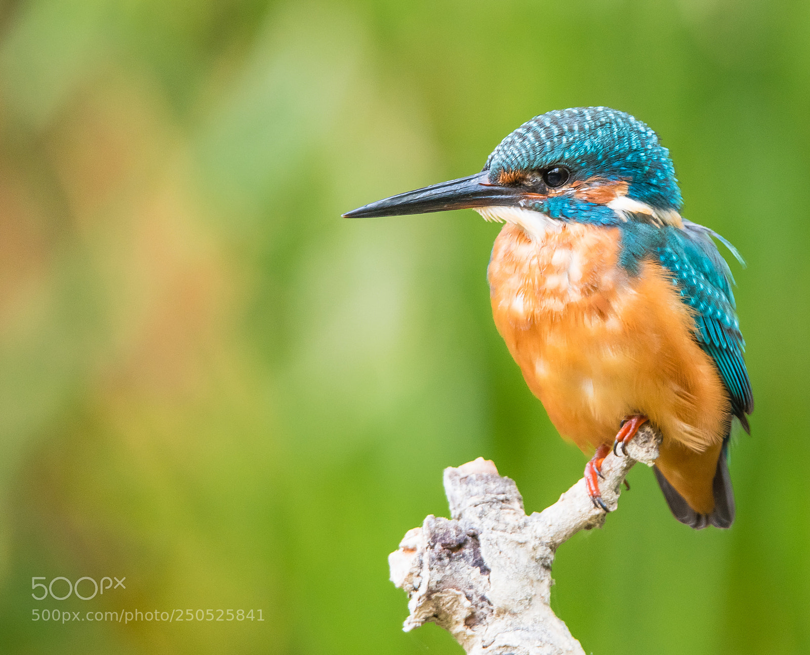 Nikon D810 sample photo. King fisher photography