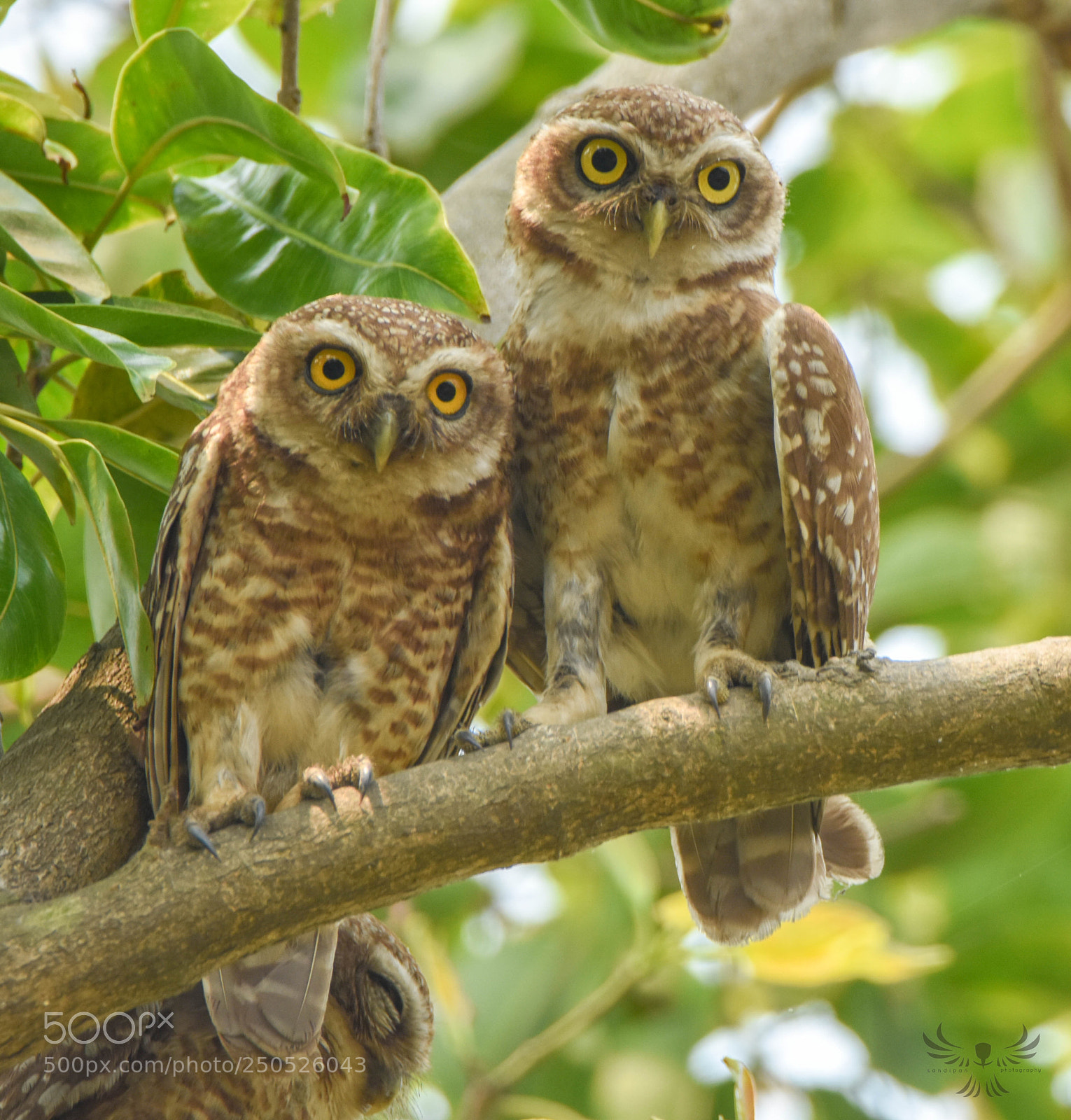 Nikon D7200 sample photo. Spotted owlet photography
