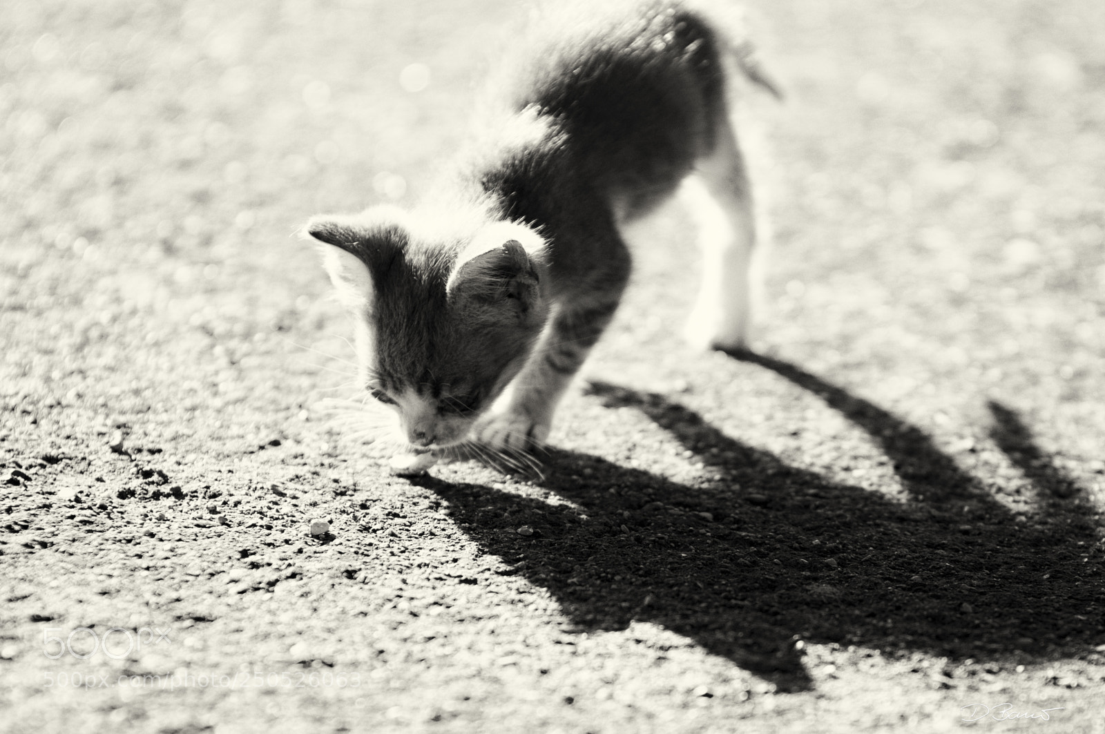Nikon D300S sample photo. Shadowplay photography