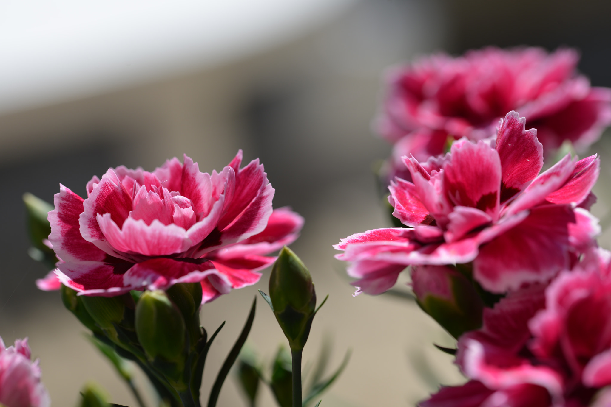 Sigma 105mm F2.8 EX DG OS HSM sample photo. Dsc photography
