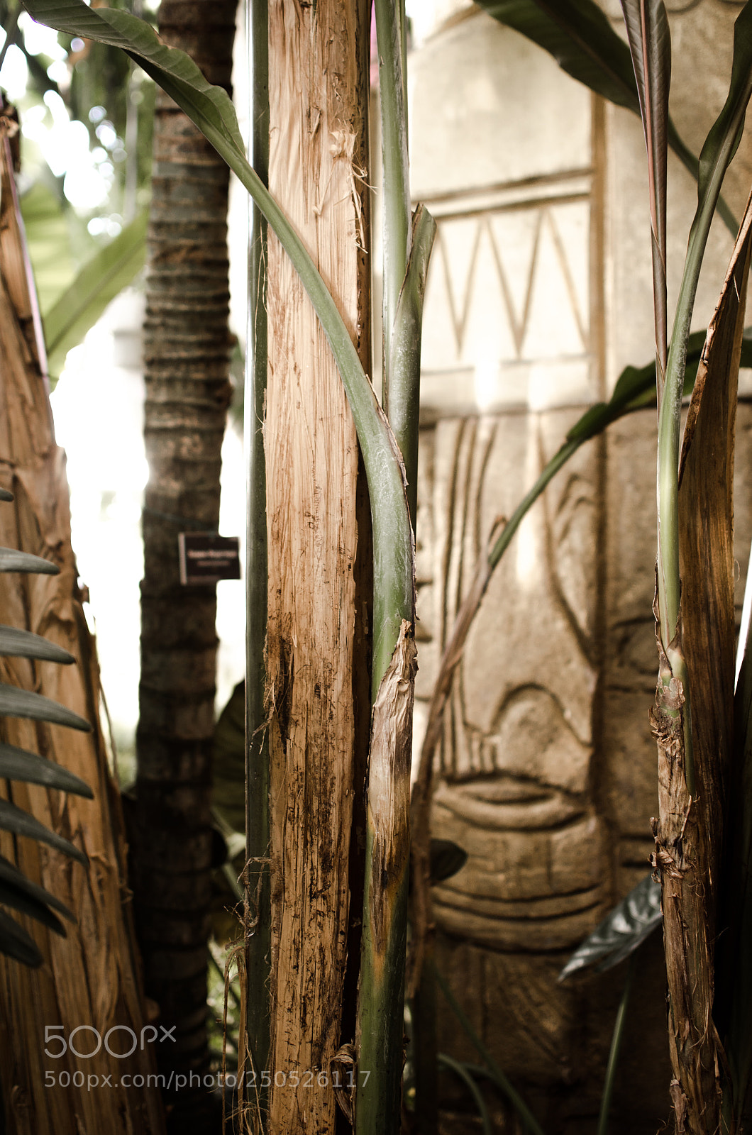 Nikon D5100 sample photo. Botanical garden photography