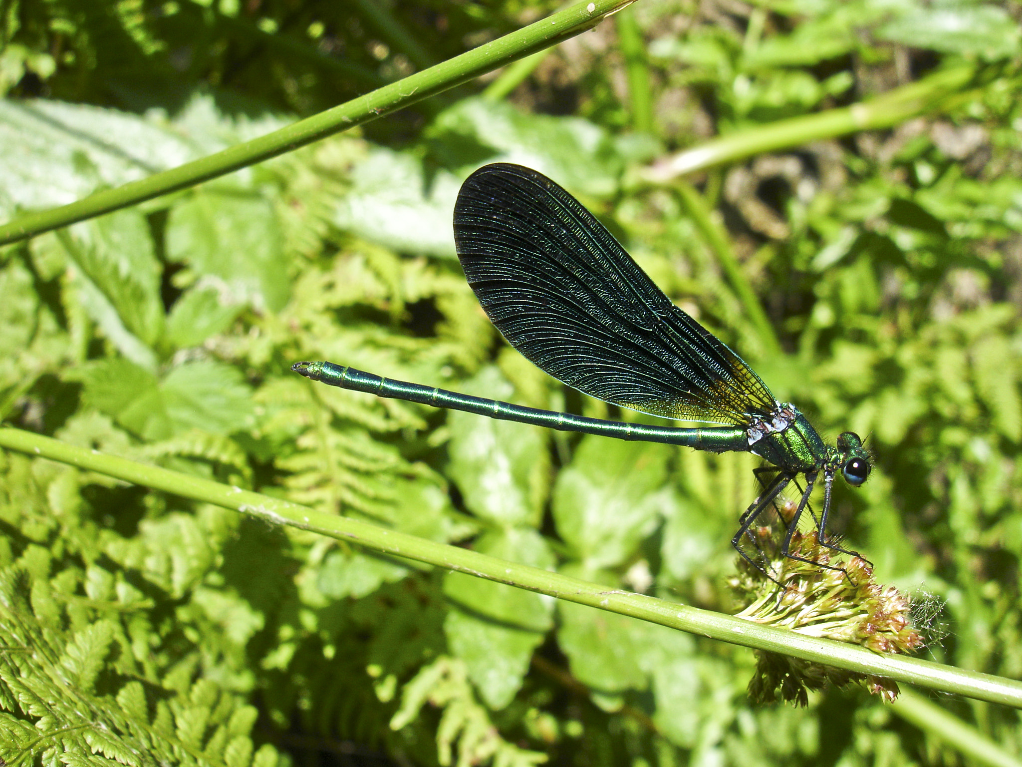 Sony DSC-P150 sample photo. Will dragon fly? photography