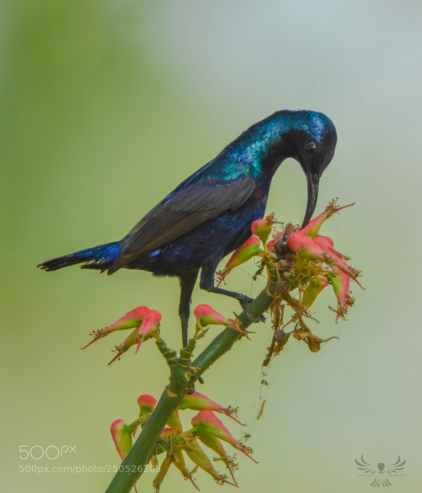 Nikon D7200 sample photo. Purple sunbird photography