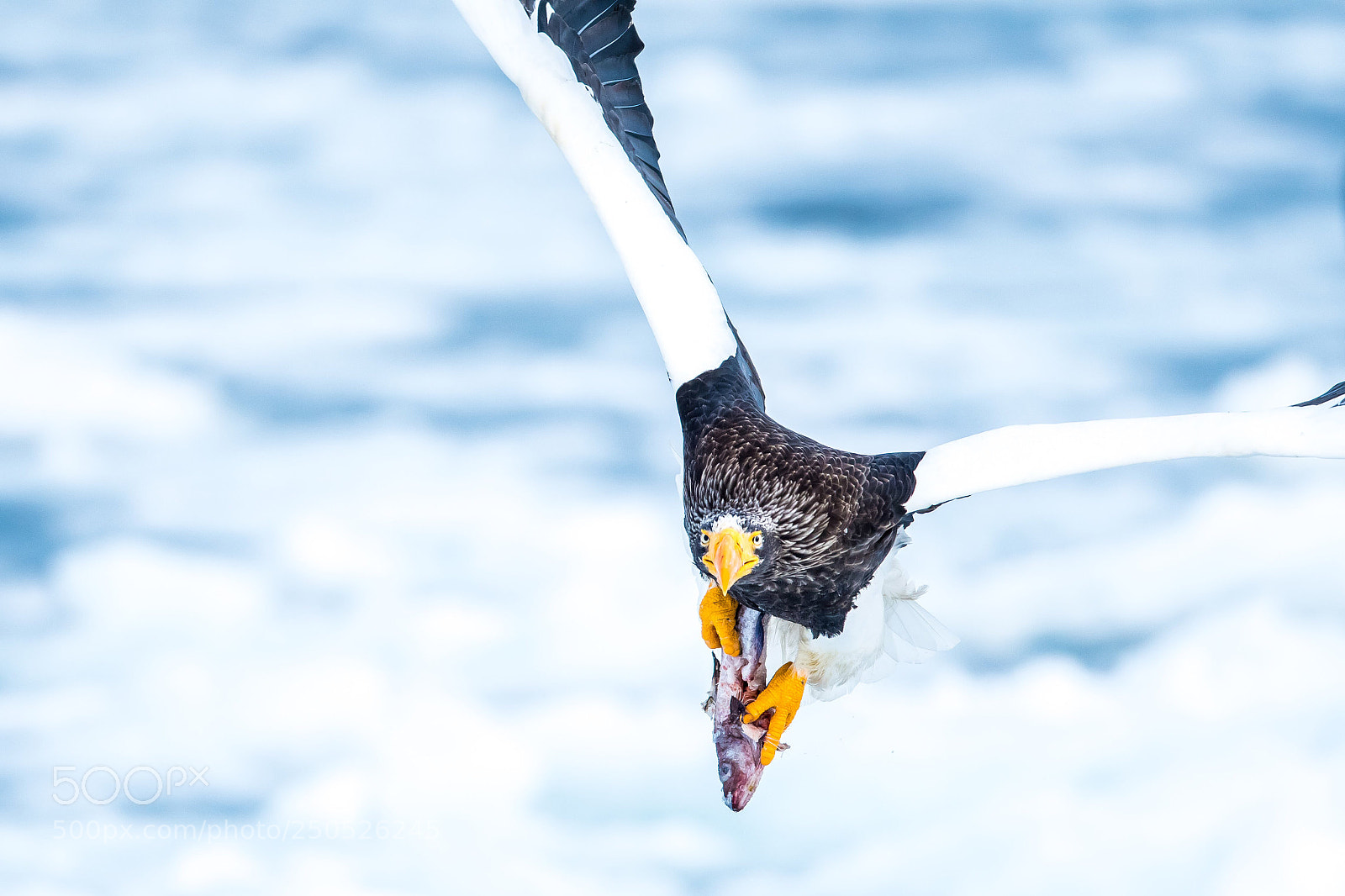 Nikon D500 sample photo. Fly over the drift photography