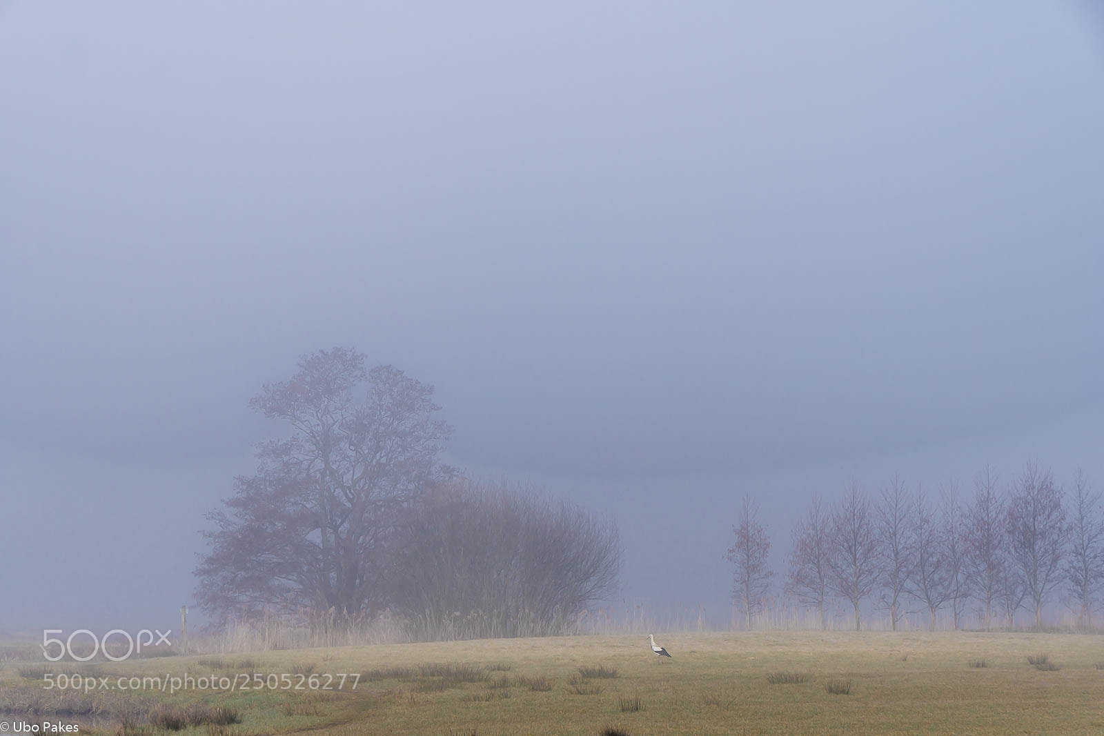 Sony a6300 sample photo. Stork in the mist photography