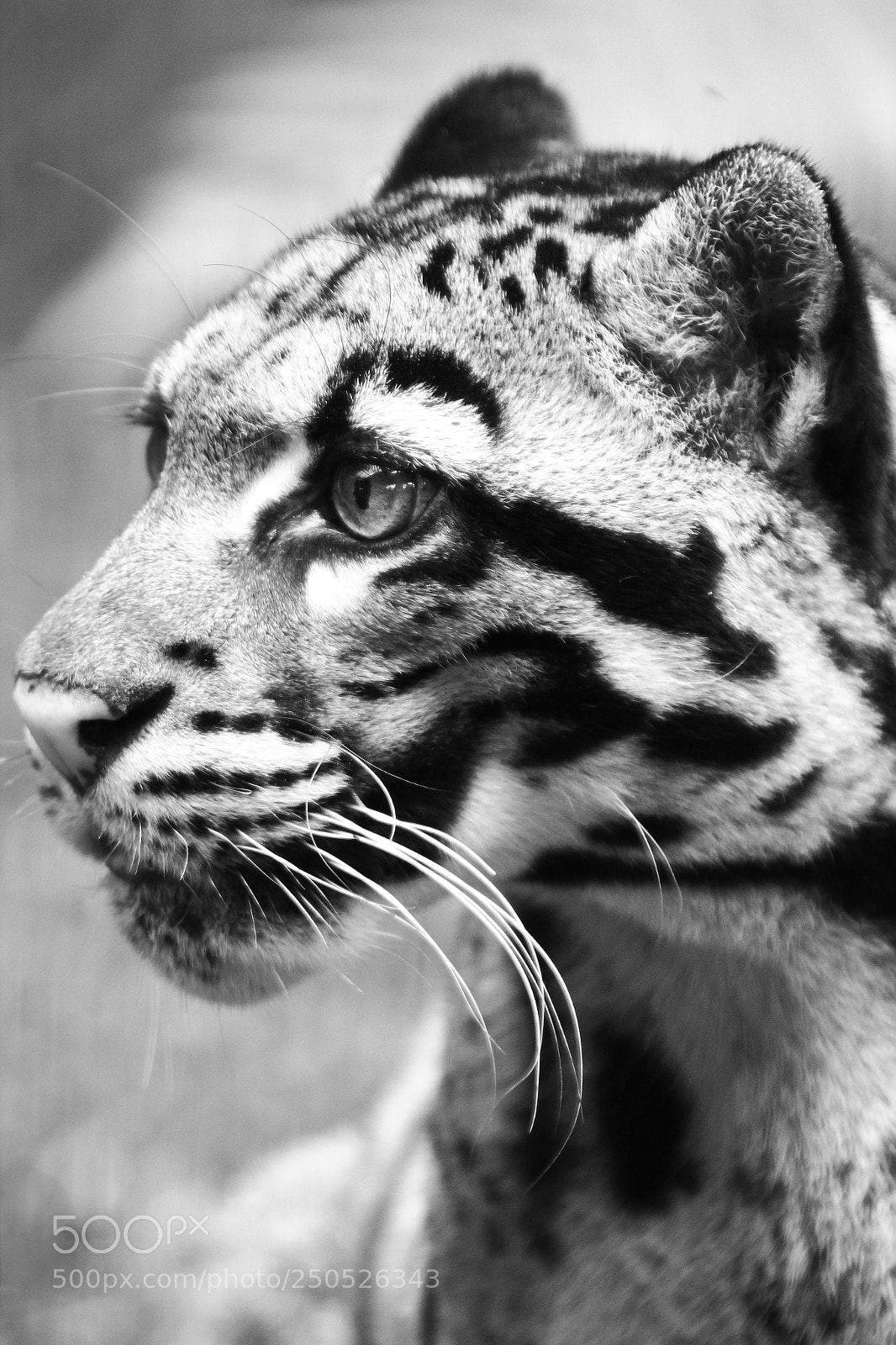 Canon EOS 550D (EOS Rebel T2i / EOS Kiss X4) sample photo. Clouded leopard photography