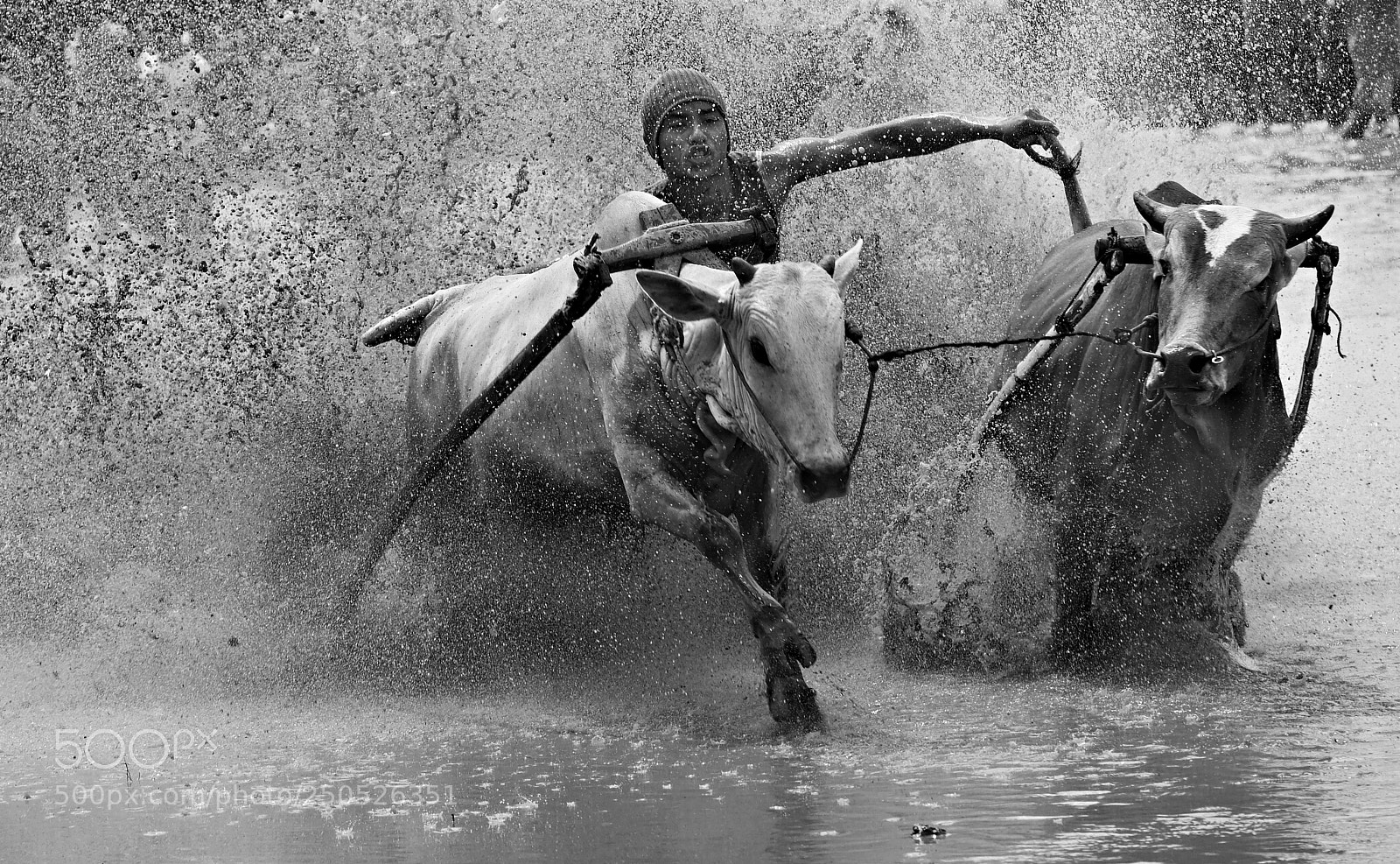 Panasonic Lumix DMC-GH3 sample photo. Bull racing 1 photography